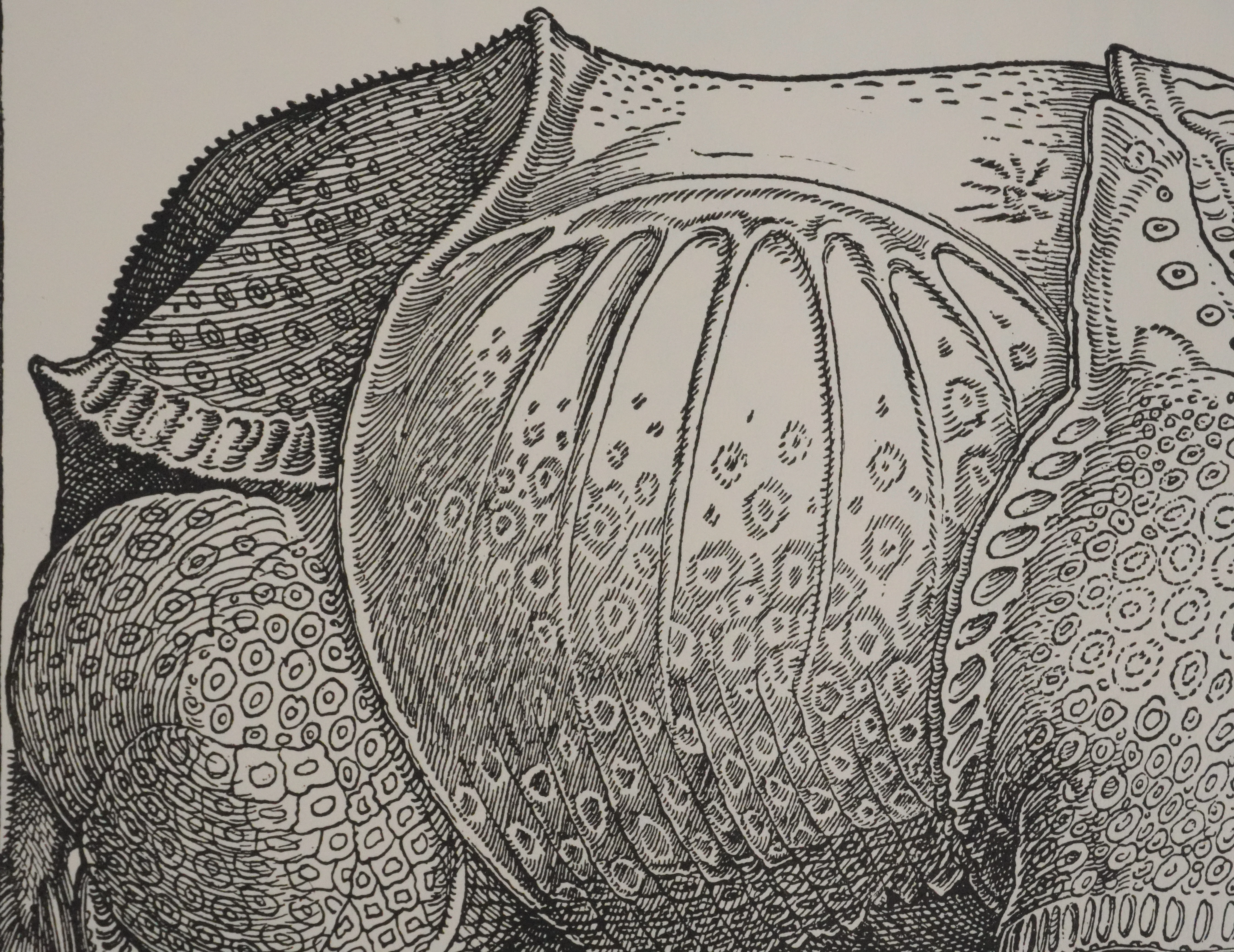 Albrecht DURER : Le Rhinocéros, Gravure signée - Image 5