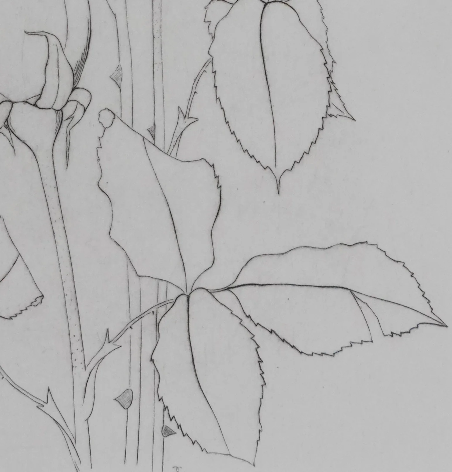 Camille COMBE : Éternelles roses, Gravure originale signée - Image 7