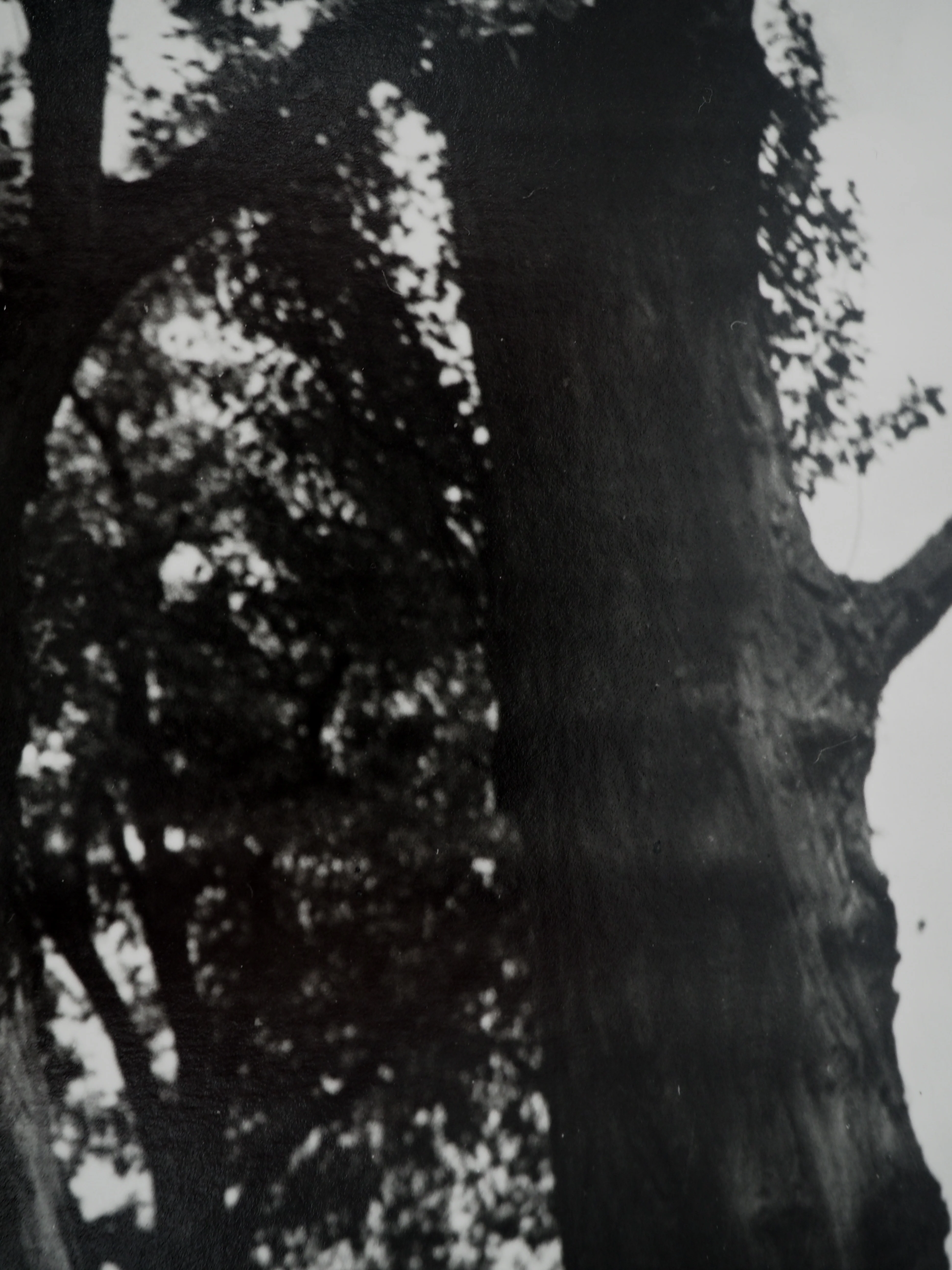 Dora MAAR : Reconnexion avec la nature, Photographie originale - Image 6