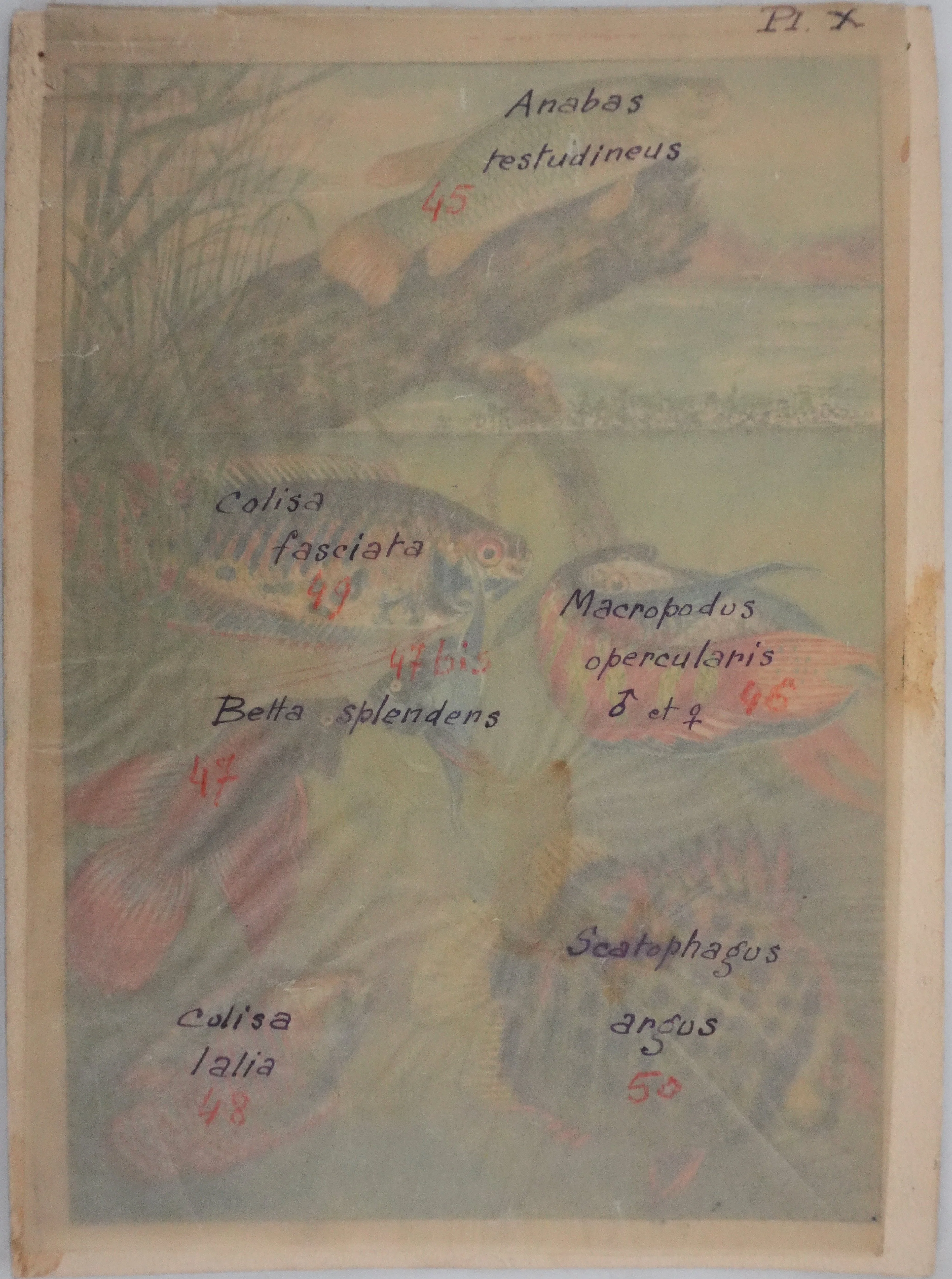 Fernand ANGEL : Gourami nain, Pavillon tacheté et Poisson-paradis, Aquarelle originale signée - Image 11