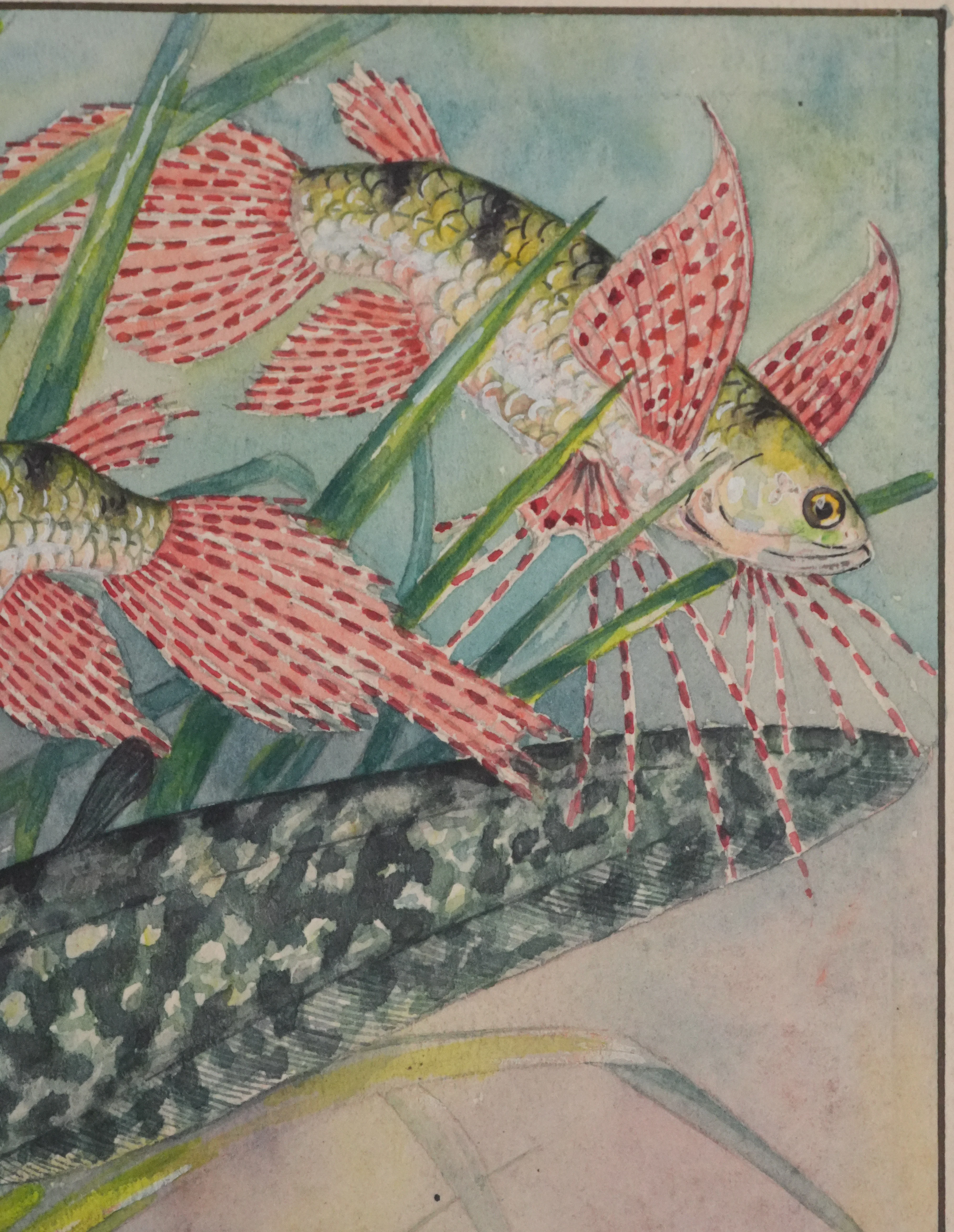 Fernand ANGEL : Poisson papillon et Poisson aigle, Aquarelle originale signée - Image 5