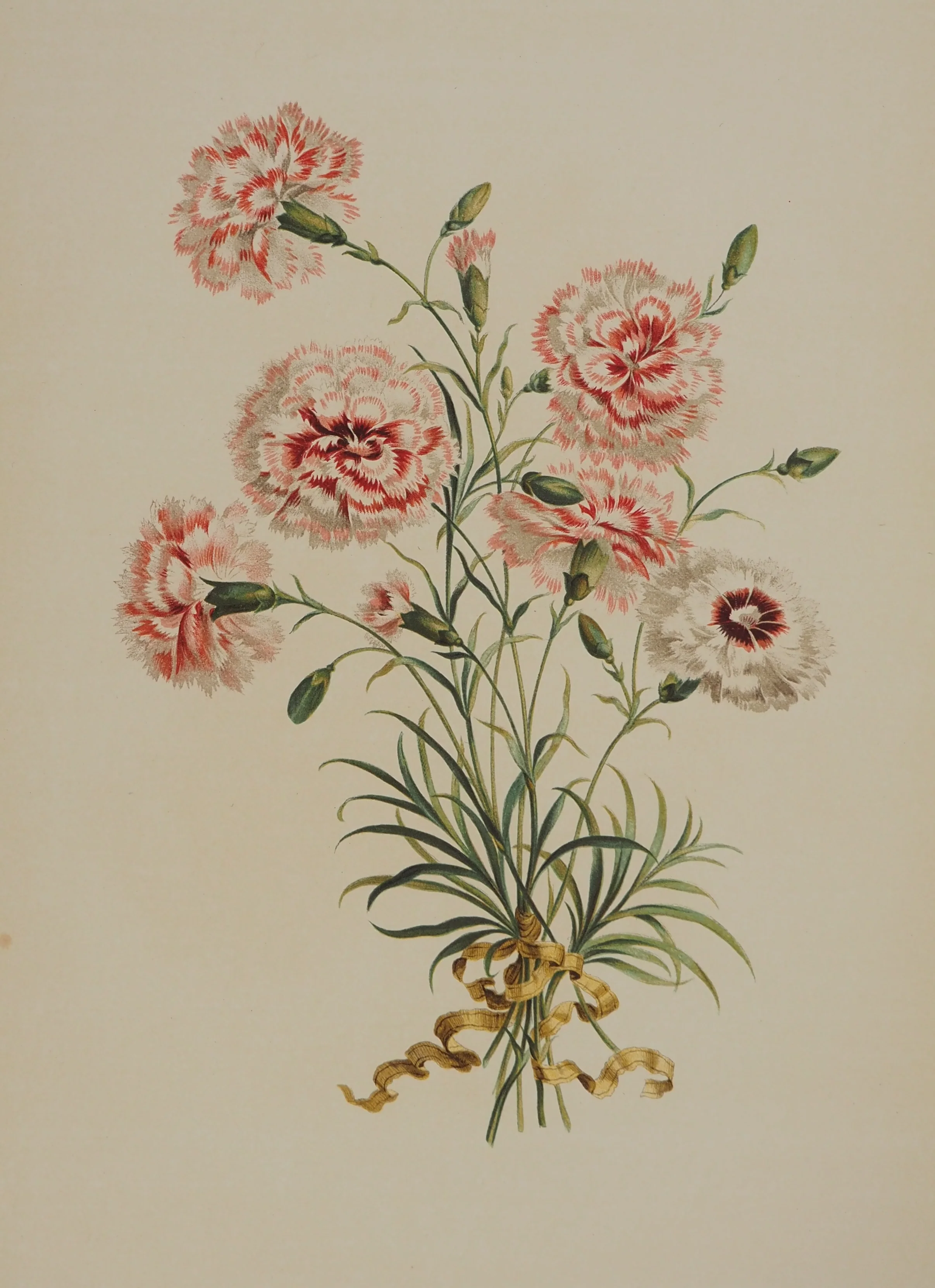 John EDWARDS : Fleurs et Bouquets, Les œillets rouges et blancs, Lithographie signée - Image 3