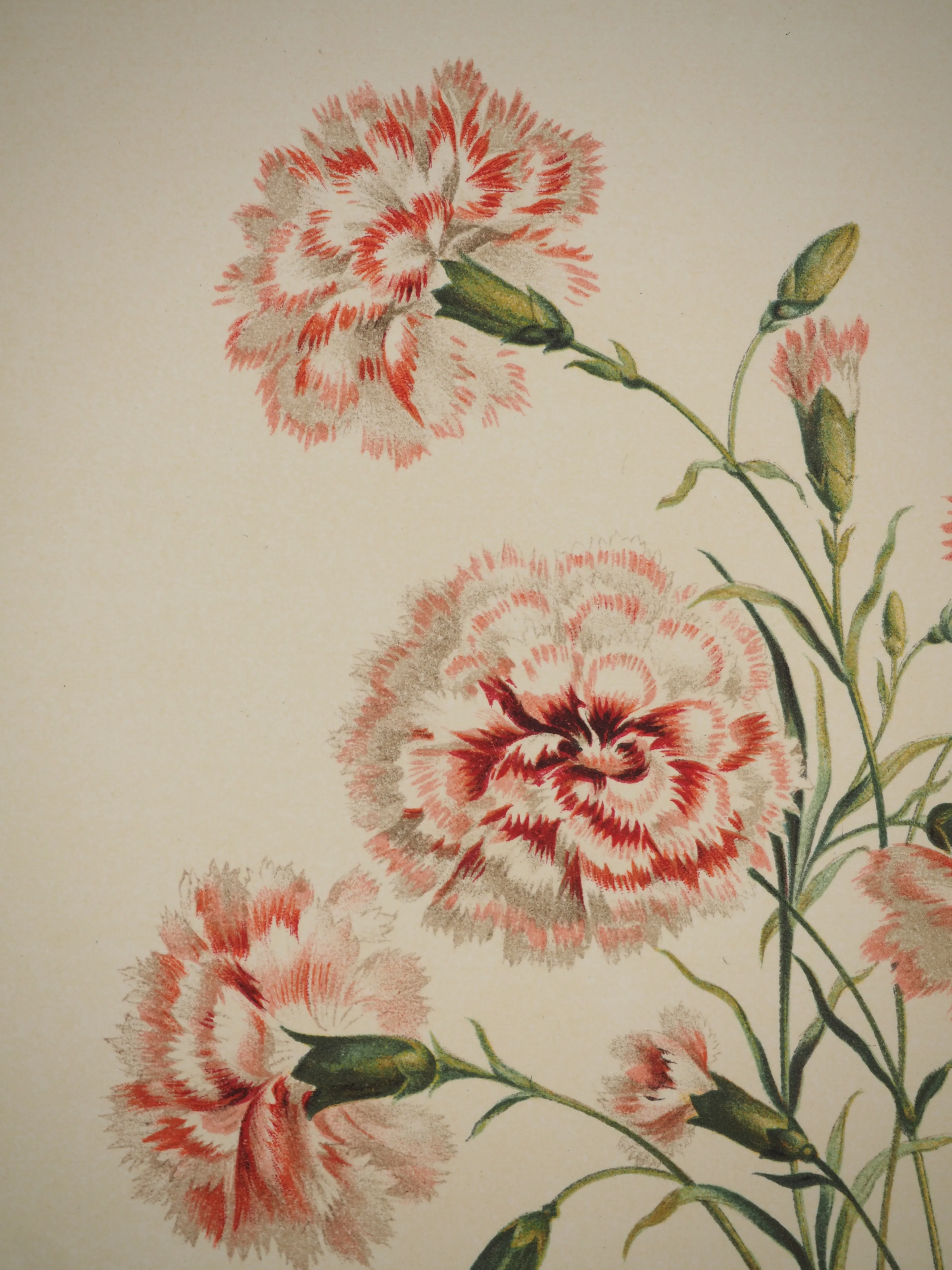 John EDWARDS : Fleurs et Bouquets, Les œillets rouges et blancs, Lithographie signée - Image 4