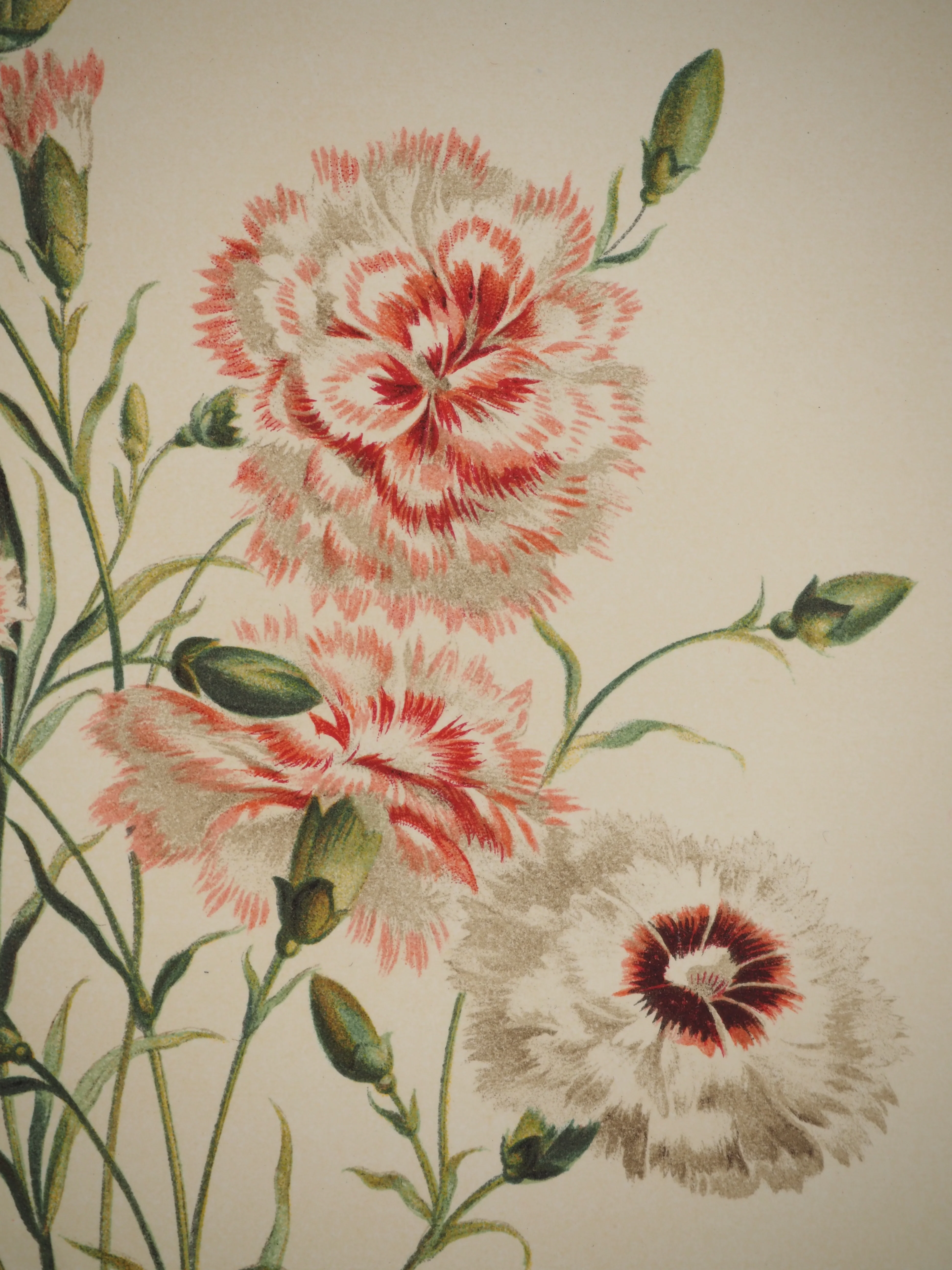 John EDWARDS : Fleurs et Bouquets, Les œillets rouges et blancs, Lithographie signée - Image 6