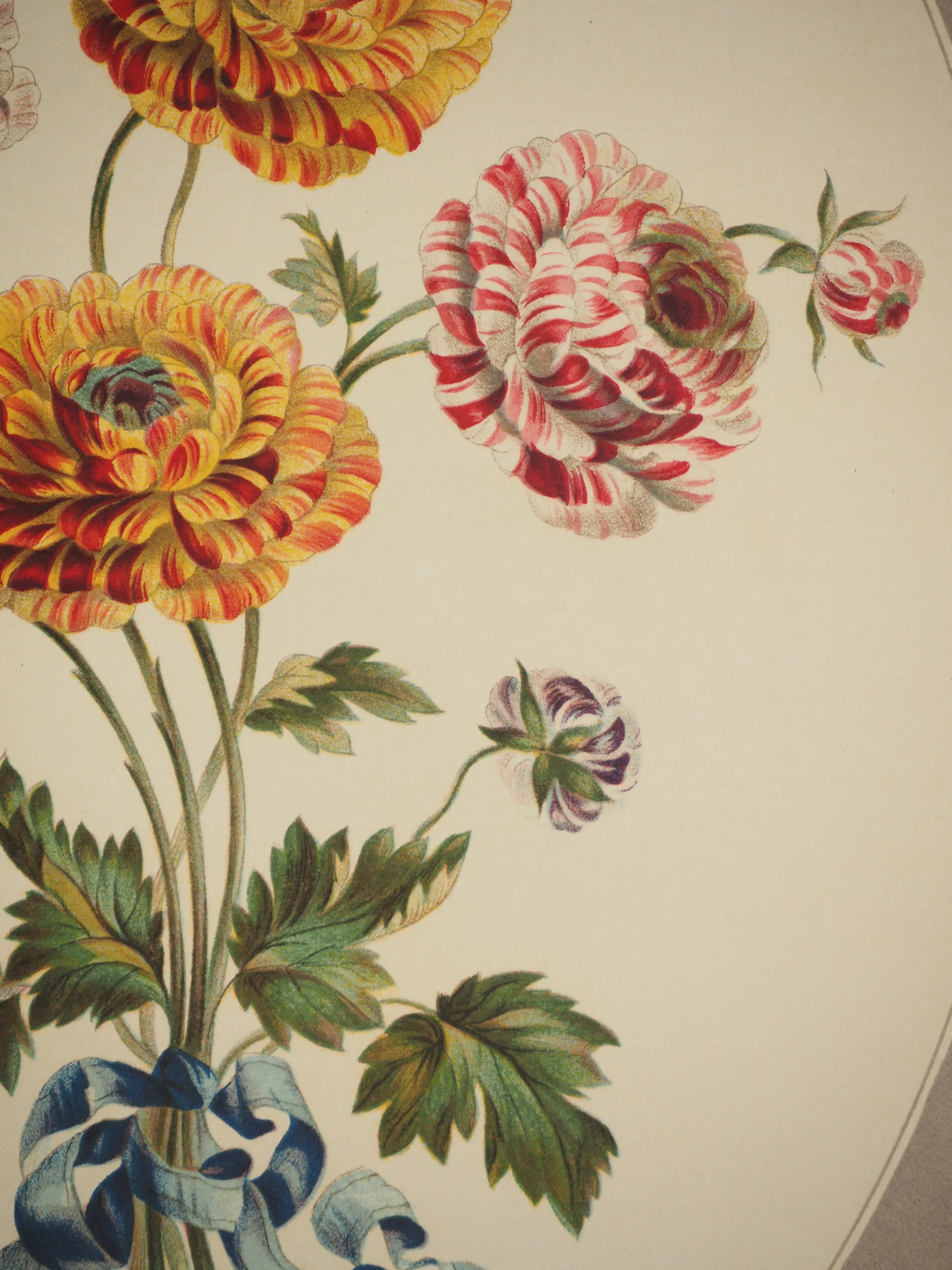 John EDWARDS : Fleurs et Bouquets, Les Renoncules asiatiques, Lithographie signée - Image 5