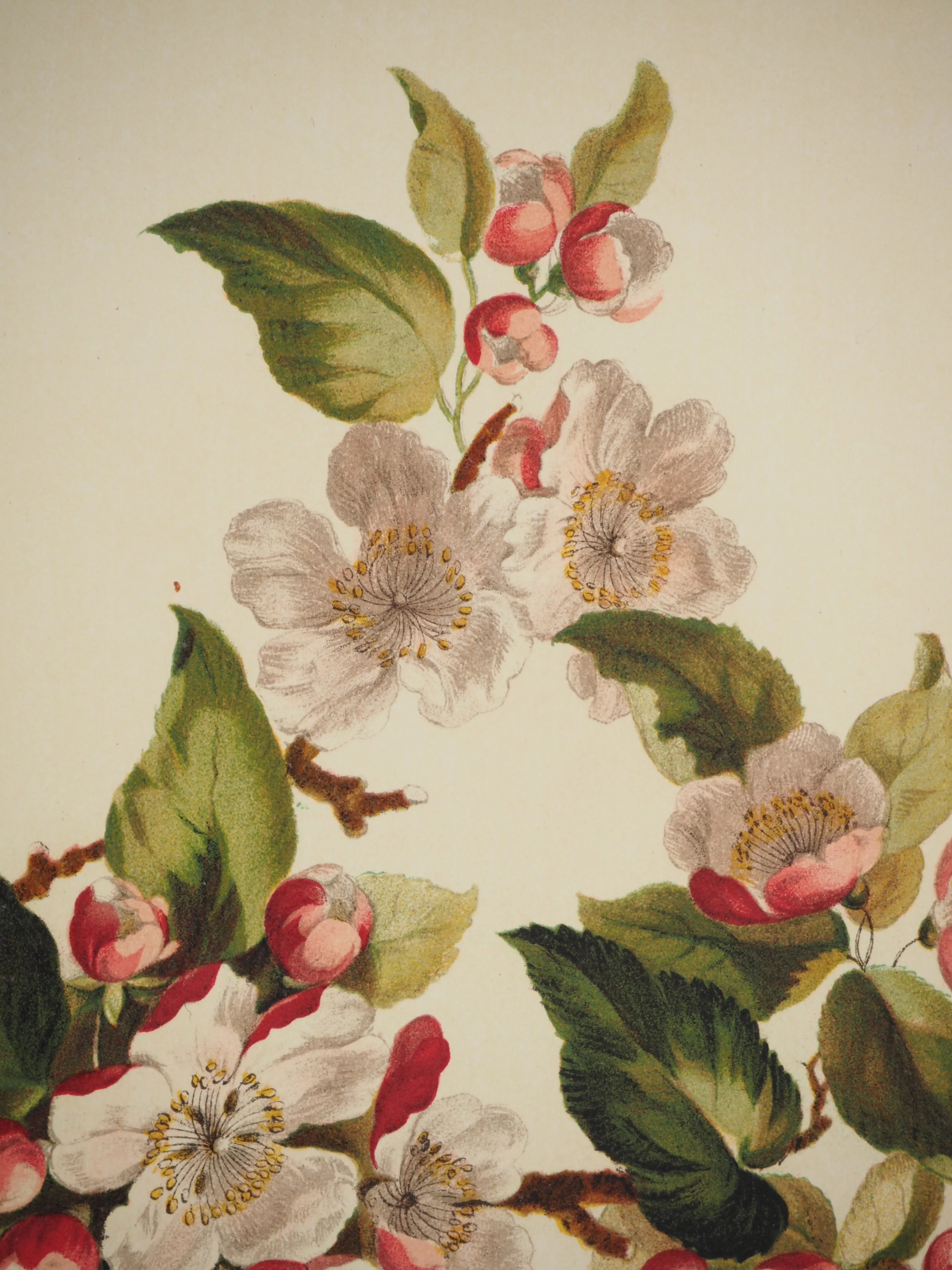 John EDWARDS : Fleurs et Bouquets, Fleurs de pommier, Lithographie signée - Image 2