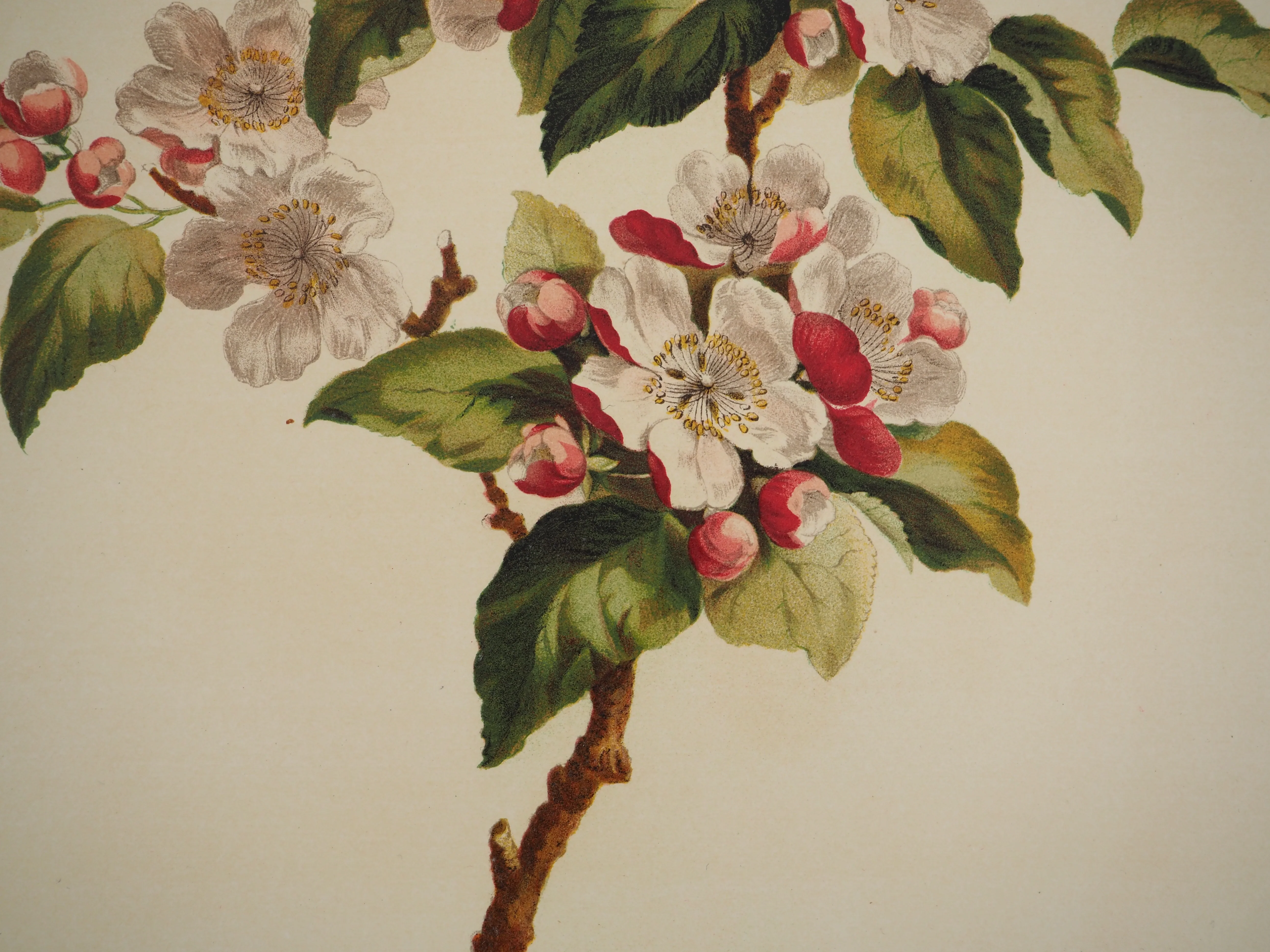 John EDWARDS : Fleurs et Bouquets, Fleurs de pommier, Lithographie signée - Image 4