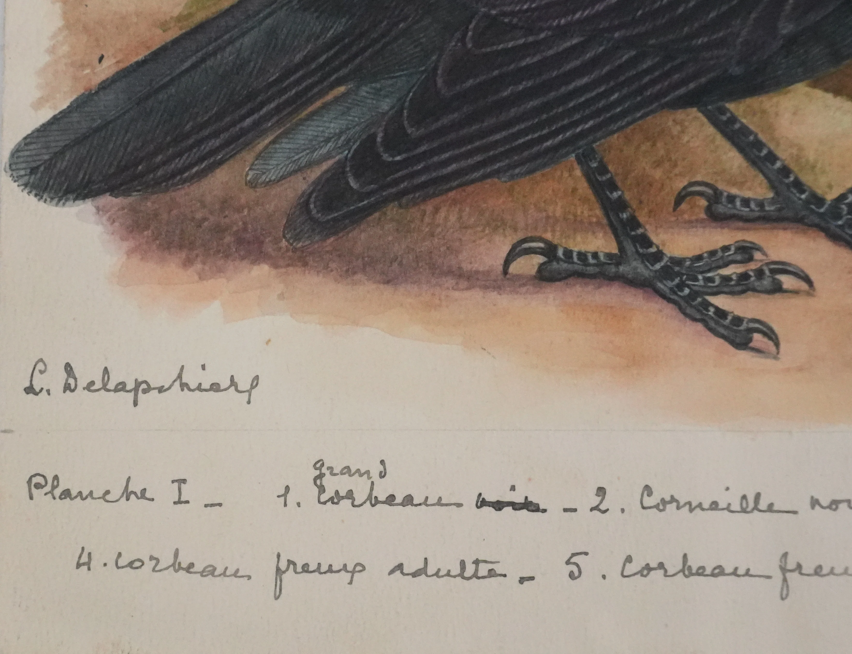 Louis DELAPCHIER : Corbeaux et Corneilles, Aquarelle originale signée - Image 2