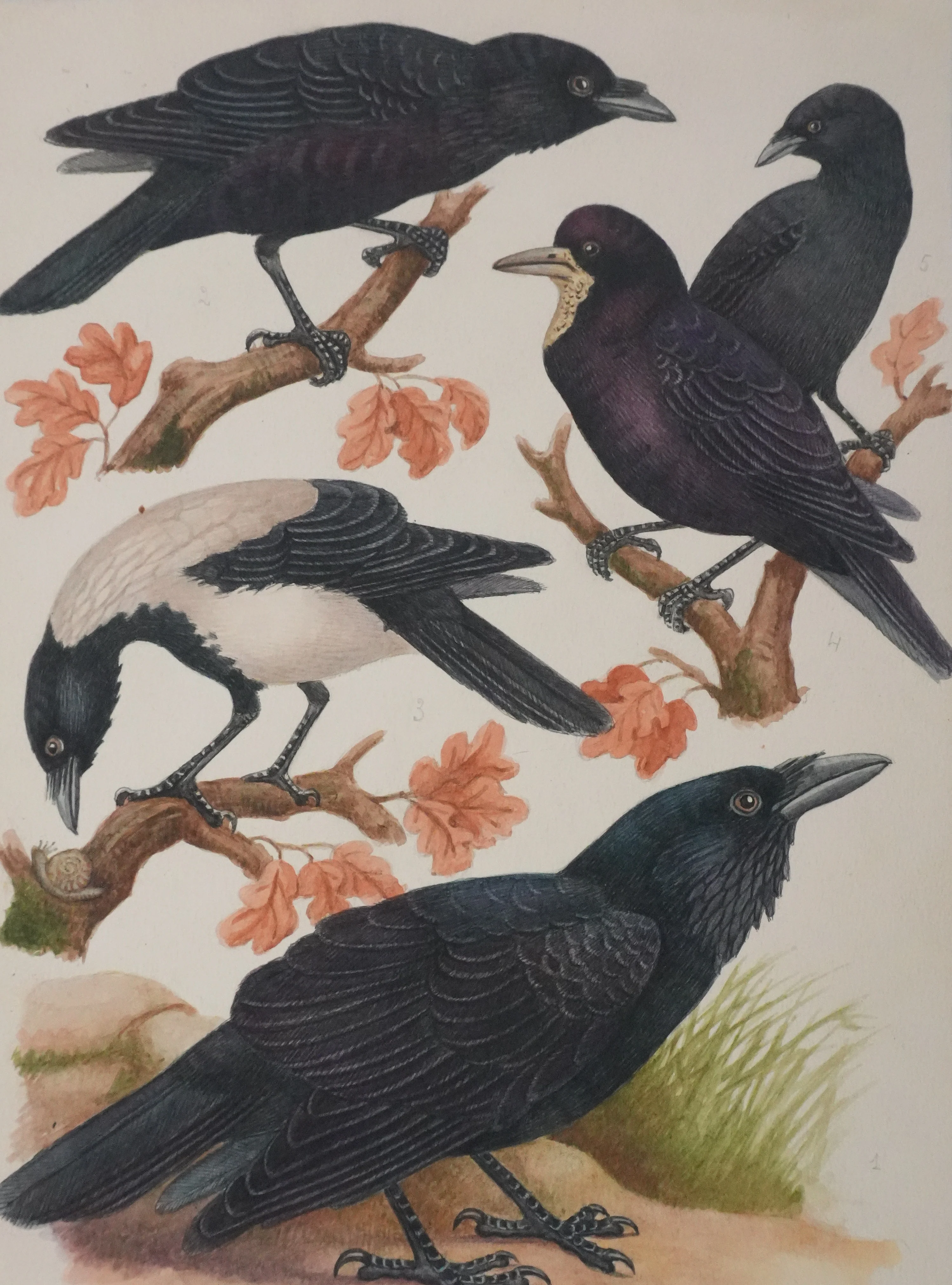 Louis DELAPCHIER : Corbeaux et Corneilles, Aquarelle originale signée - Image 3