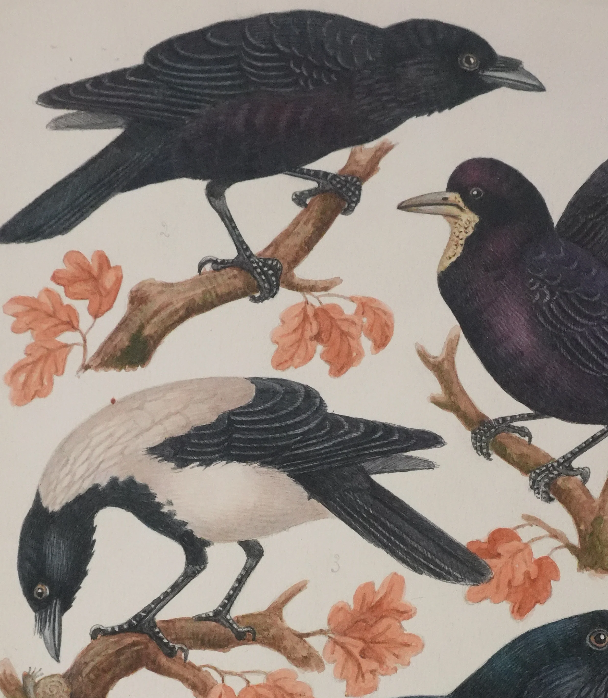 Louis DELAPCHIER : Corbeaux et Corneilles, Aquarelle originale signée - Image 4