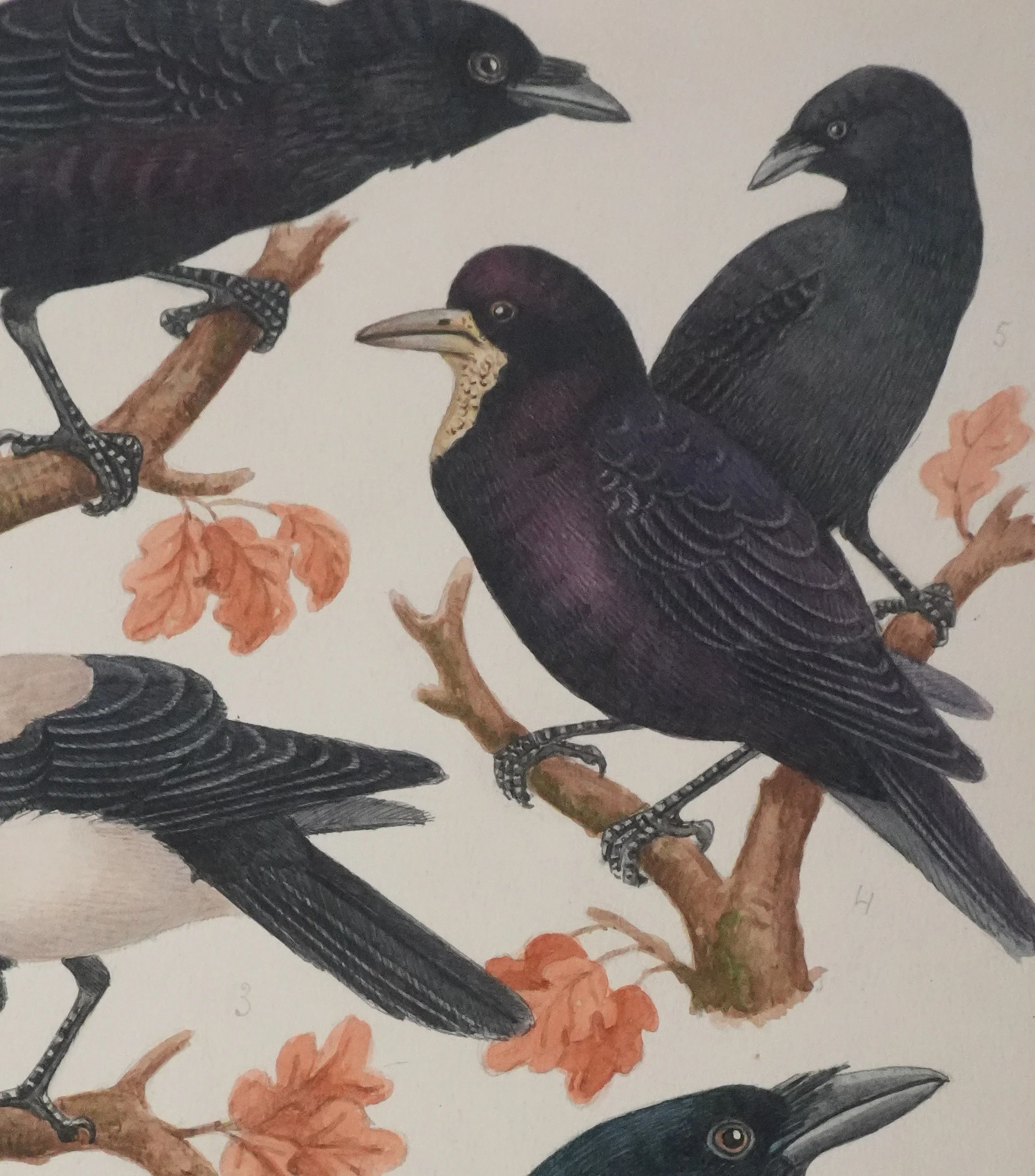 Louis DELAPCHIER : Corbeaux et Corneilles, Aquarelle originale signée - Image 5