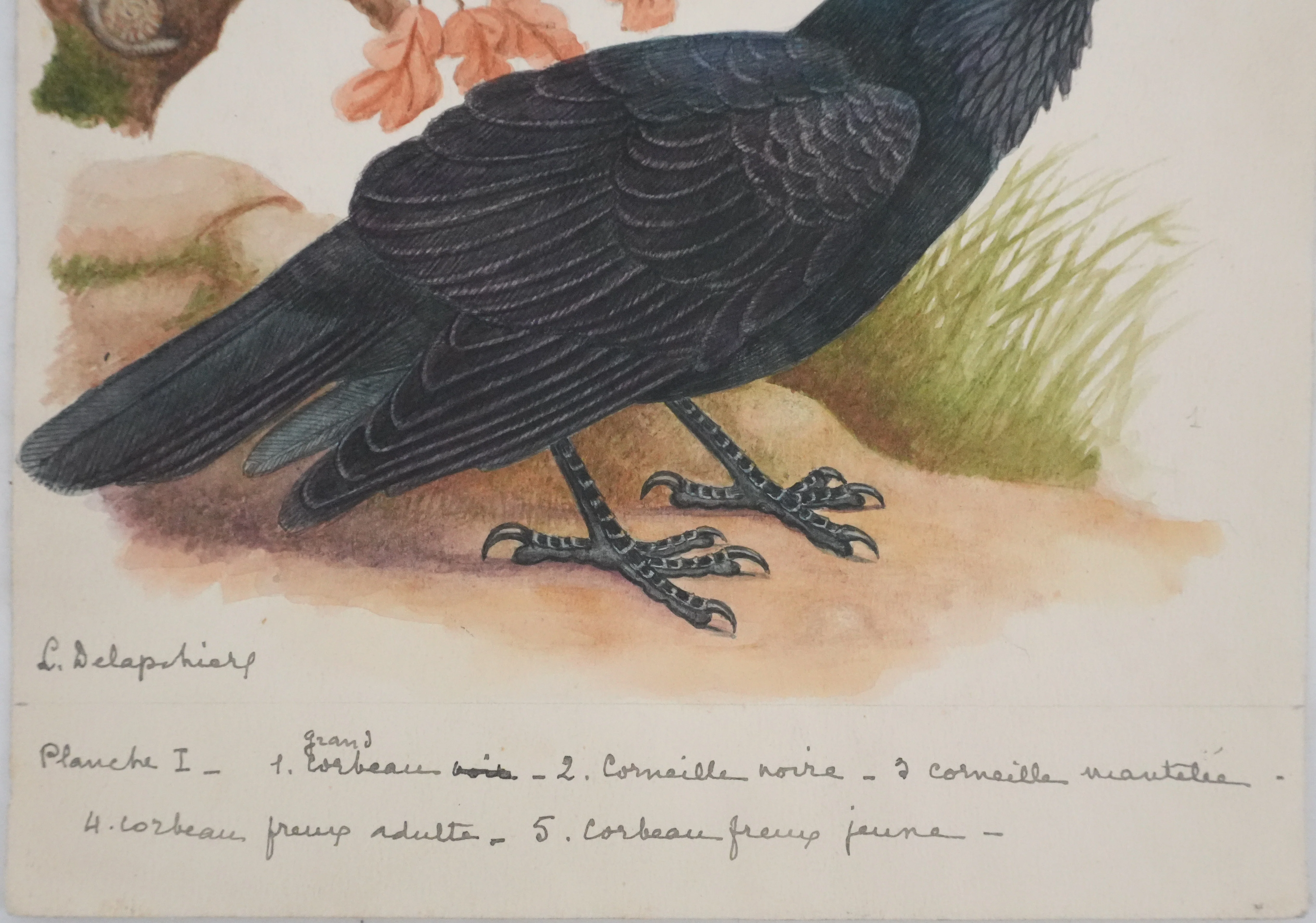 Louis DELAPCHIER : Corbeaux et Corneilles, Aquarelle originale signée - Image 7