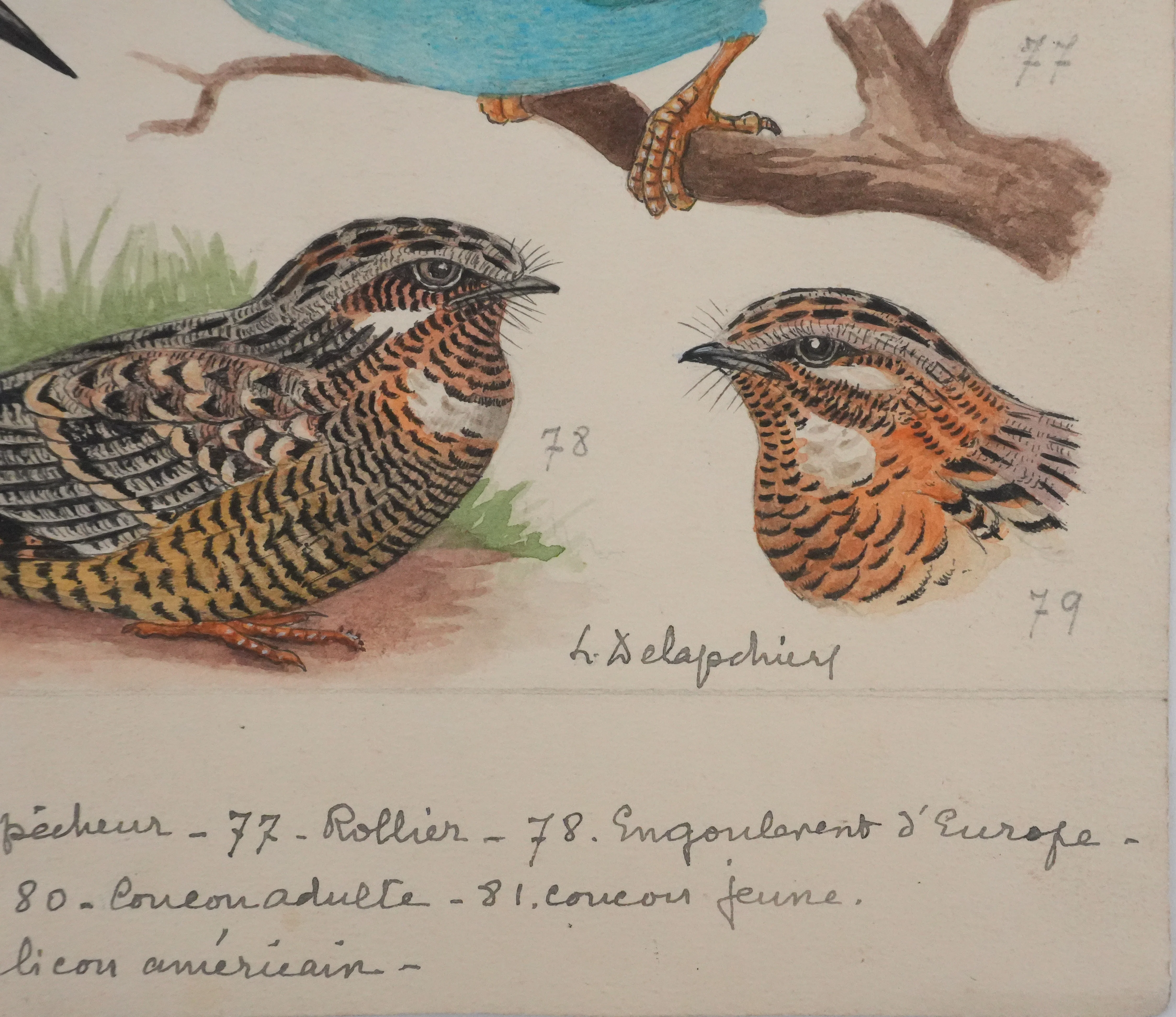 Louis DELAPCHIER : Guêpier, Rollier et Martin-pêcheur, Aquarelle originale signée - Image 2