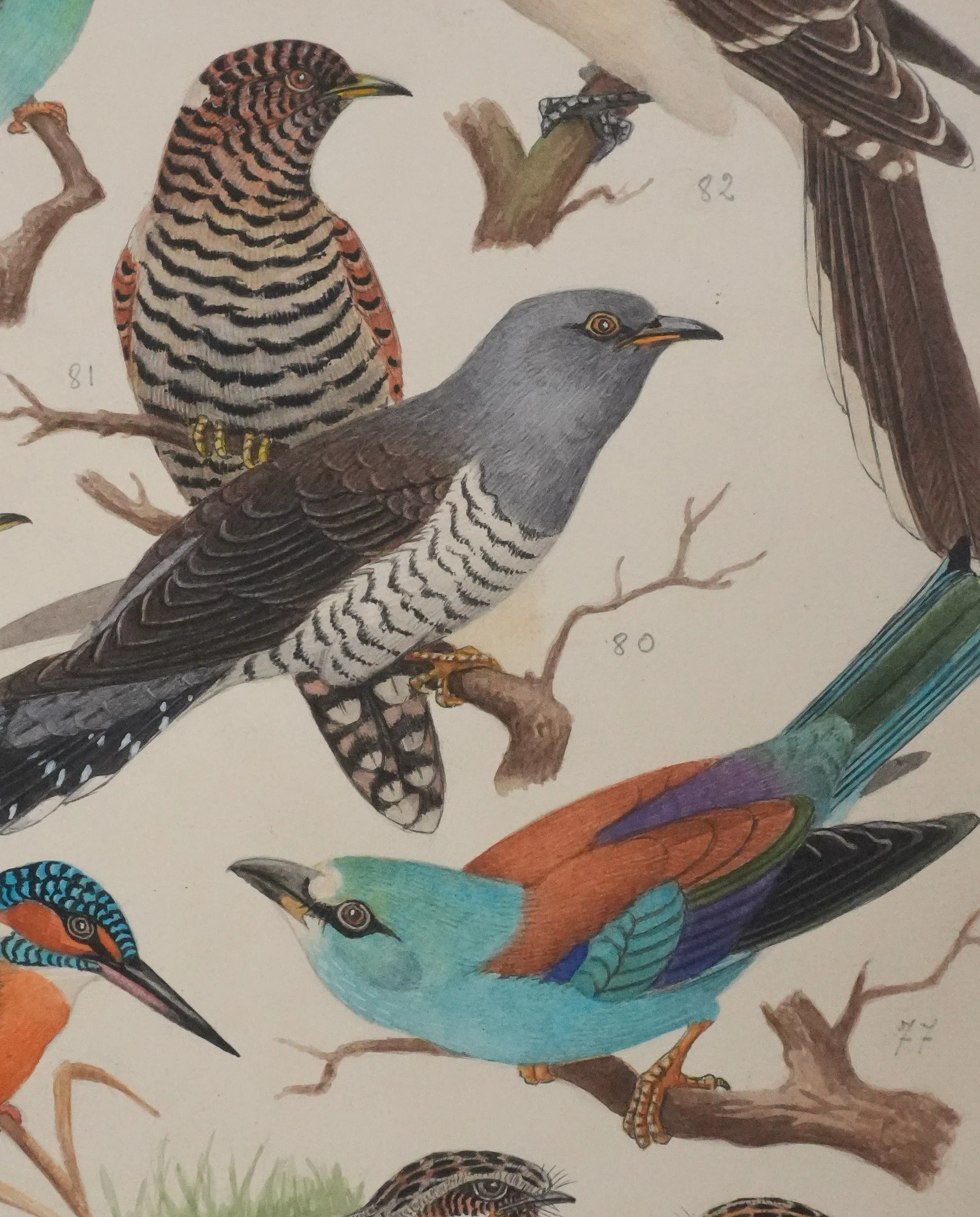Louis DELAPCHIER : Guêpier, Rollier et Martin-pêcheur, Aquarelle originale signée - Image 6