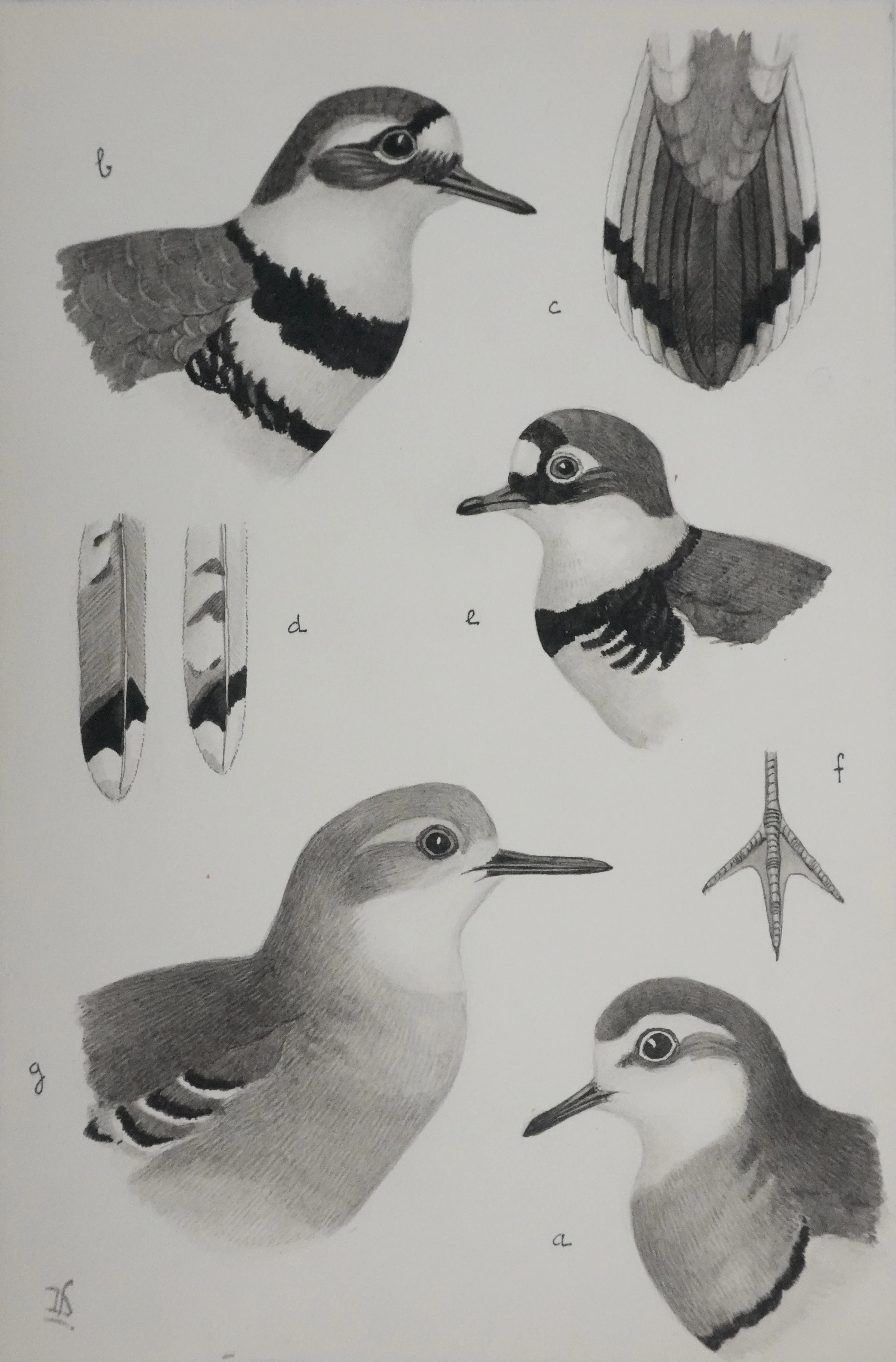 Louis DELAPCHIER : Guignard et Pluvier, Aquarelle originale signée
