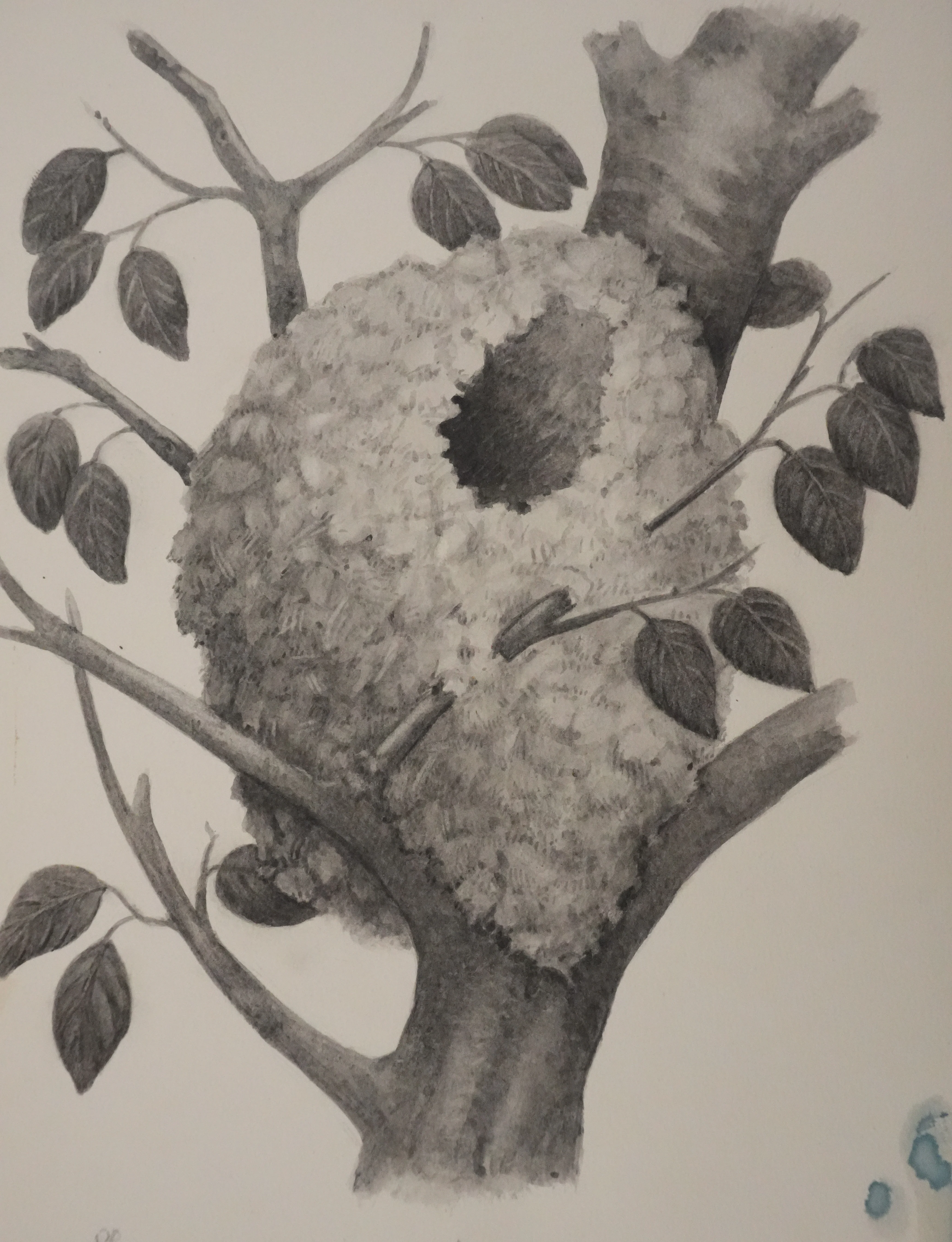 Louis DELAPCHIER : Nid de Mésange à longue queue, Aquarelle originale - Image 2