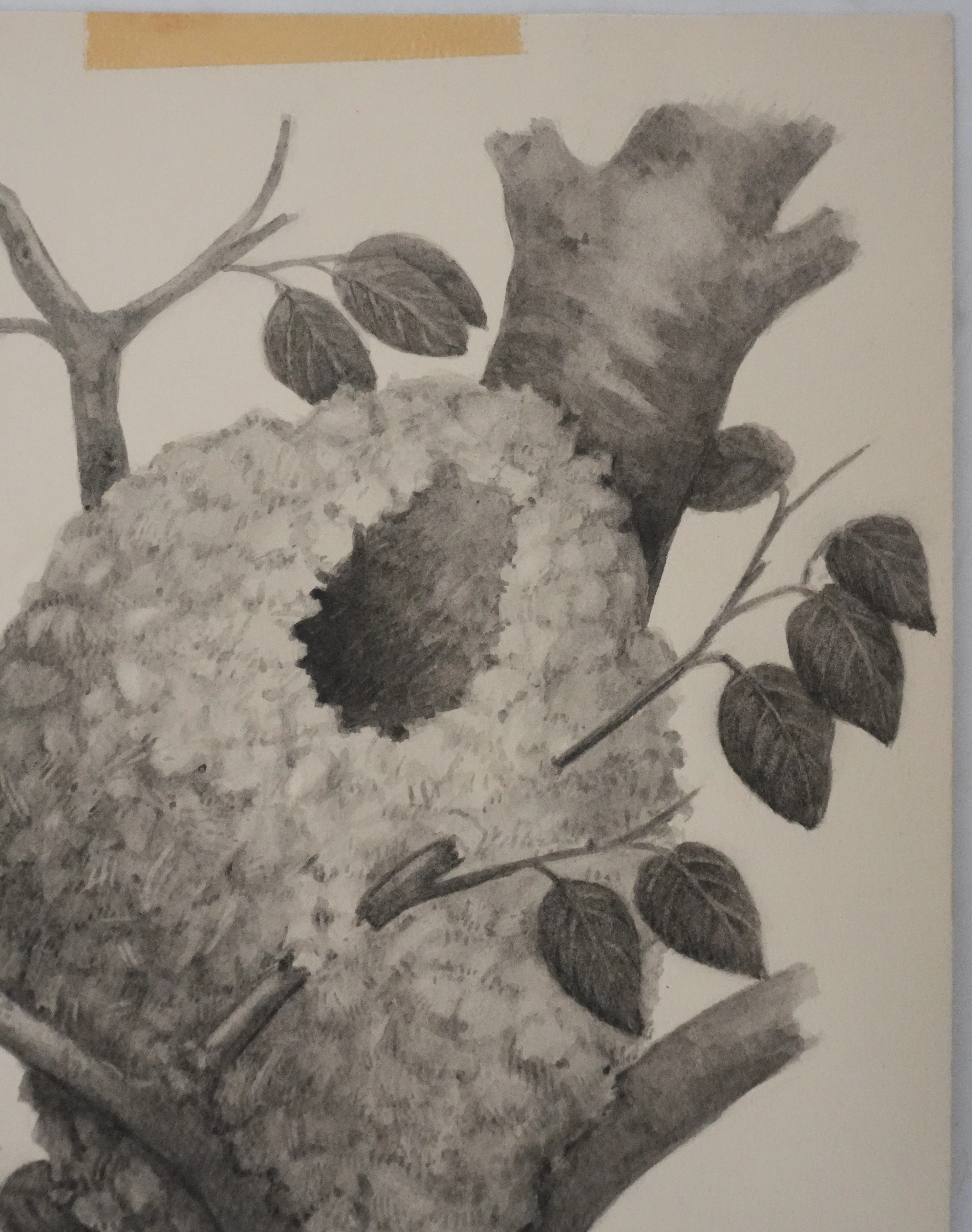 Louis DELAPCHIER : Nid de Mésange à longue queue, Aquarelle originale - Image 3