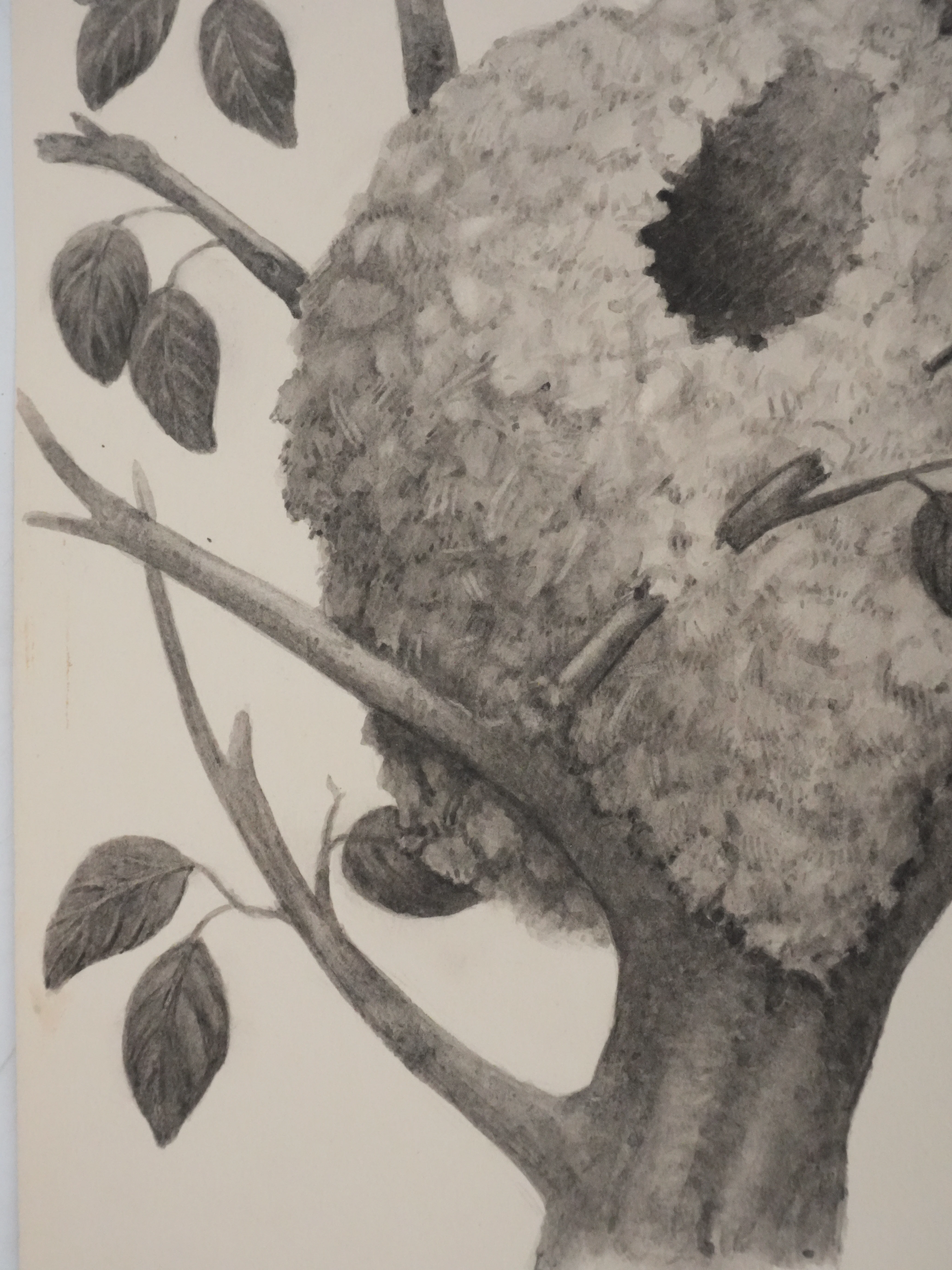 Louis DELAPCHIER : Nid de Mésange à longue queue, Aquarelle originale - Image 4