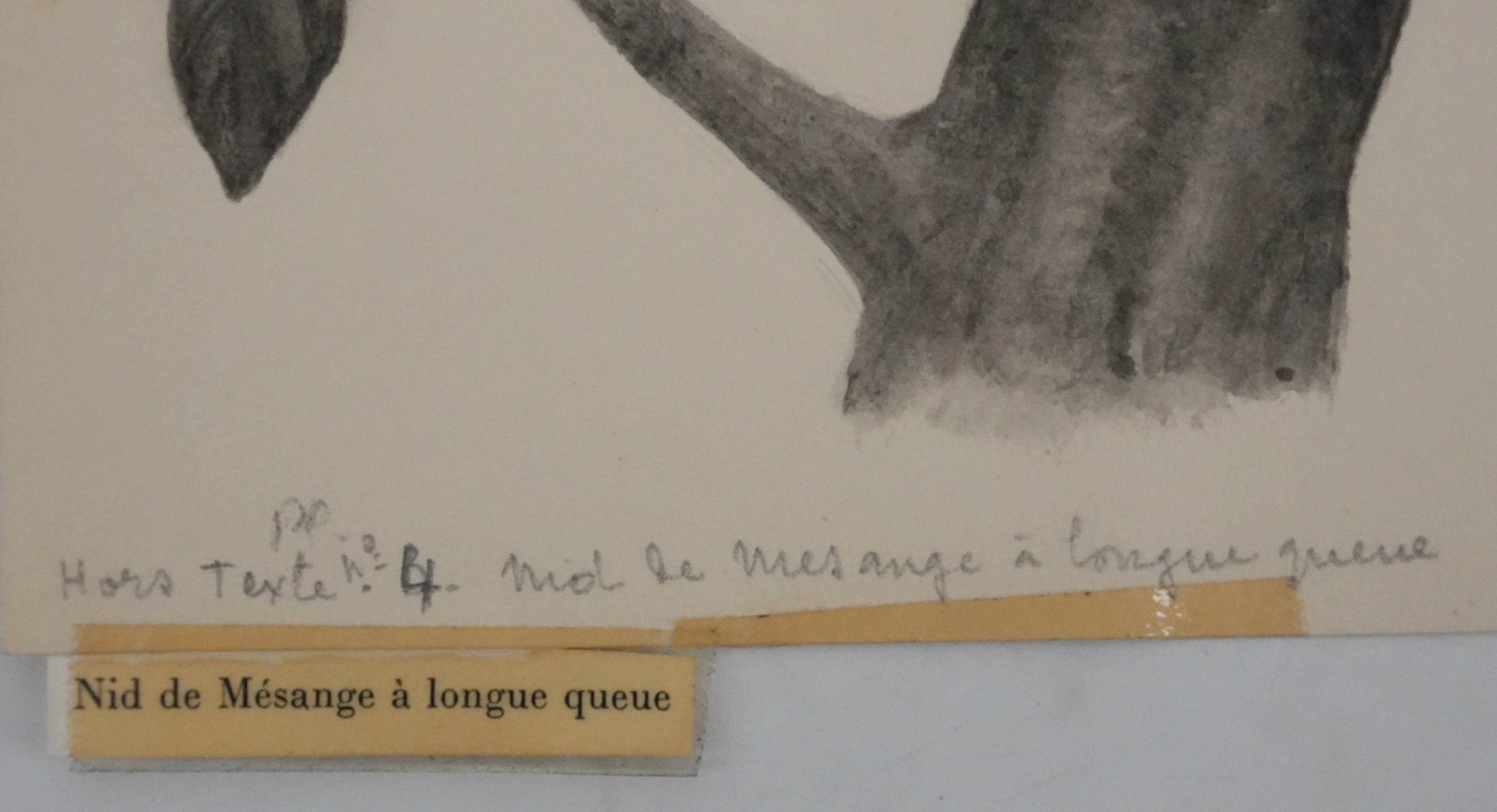 Louis DELAPCHIER : Nid de Mésange à longue queue, Aquarelle originale - Image 5