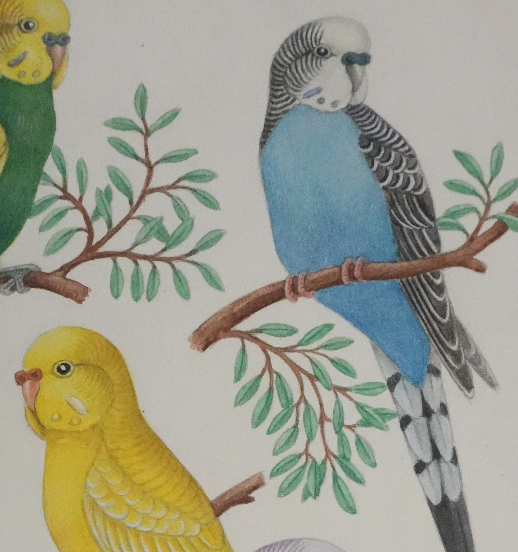 Louis DELAPCHIER : Perruches colorées, Aquarelle originale signée - Image 6