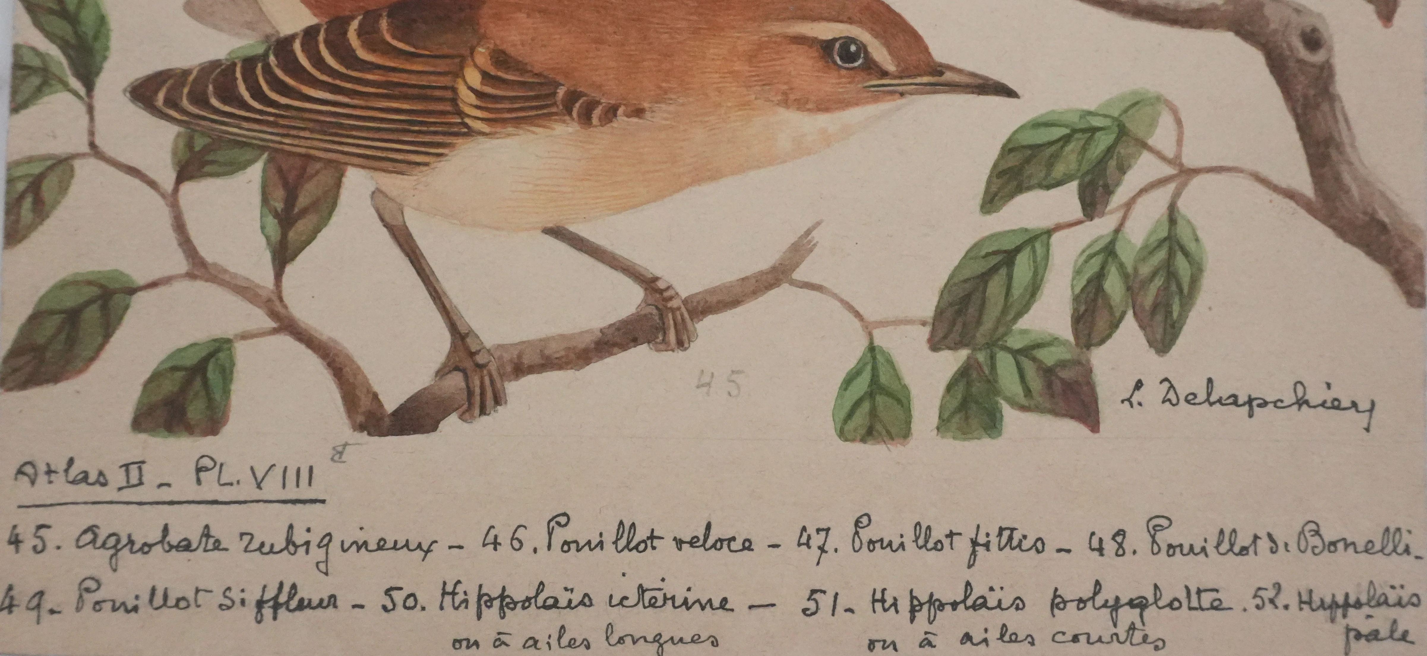 Louis DELAPCHIER : Pouillot, Hippolaïs et Agrobate, Aquarelle originale signée - Image 8