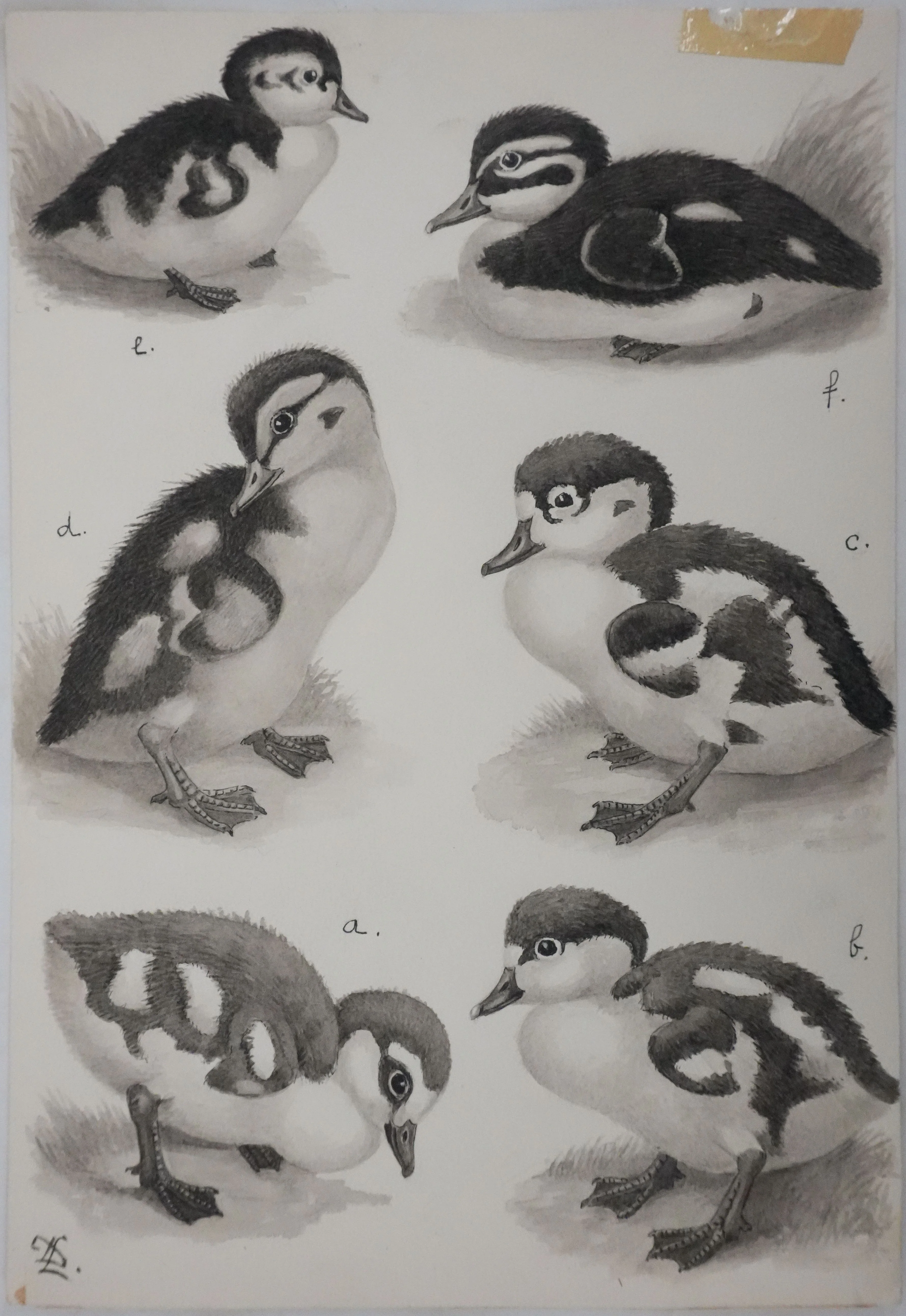 Louis DELAPCHIER : Poussins (Oie d'Egypte, Sarcelle, Canard), Aquarelle originale signée