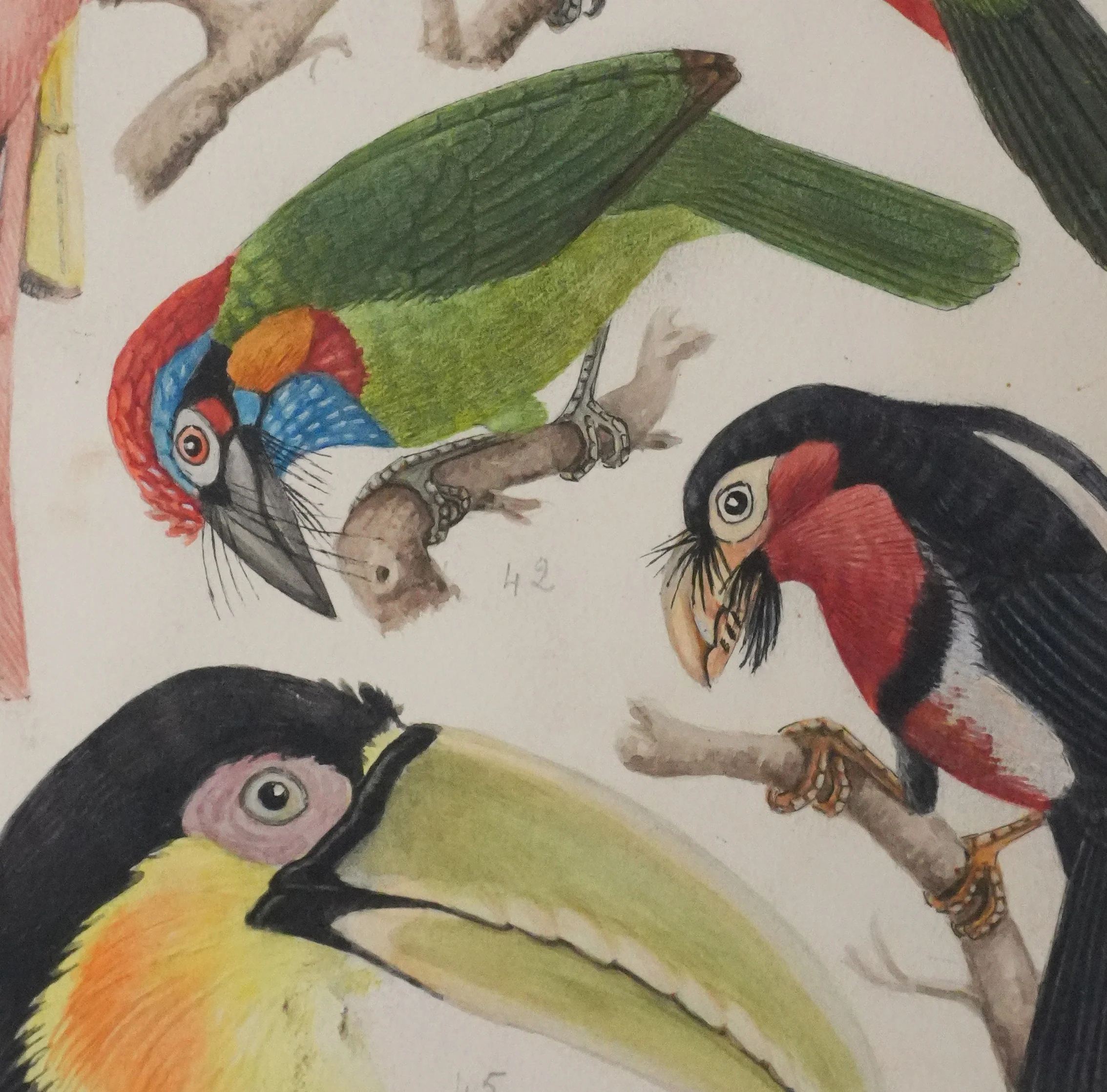 Louis DELAPCHIER : Toucan, Barbican et Quetzal, Aquarelle originale signée - Image 5