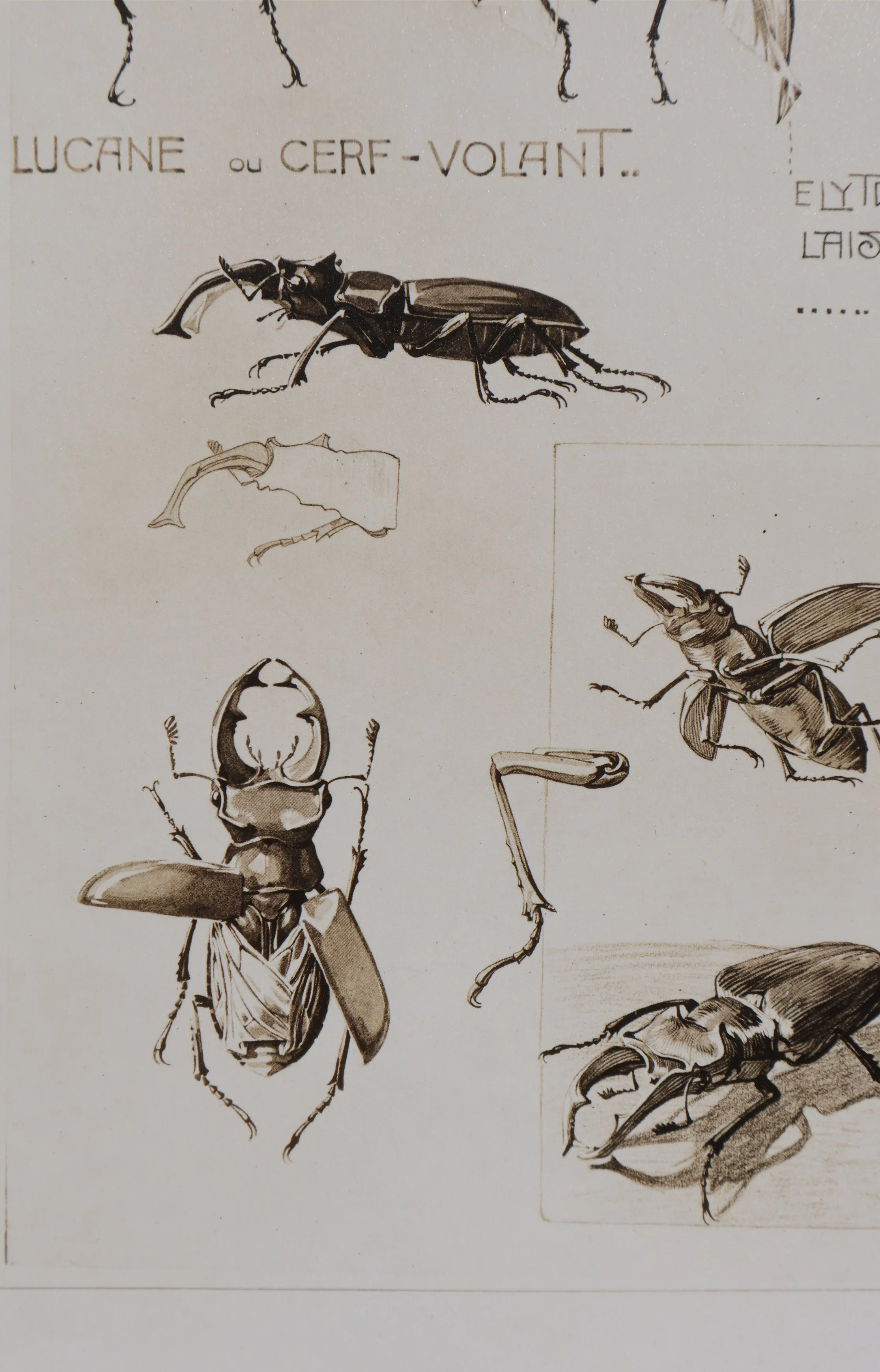 Mathurin MEHEUT : La Lucane, Lithographie signée - Image 4