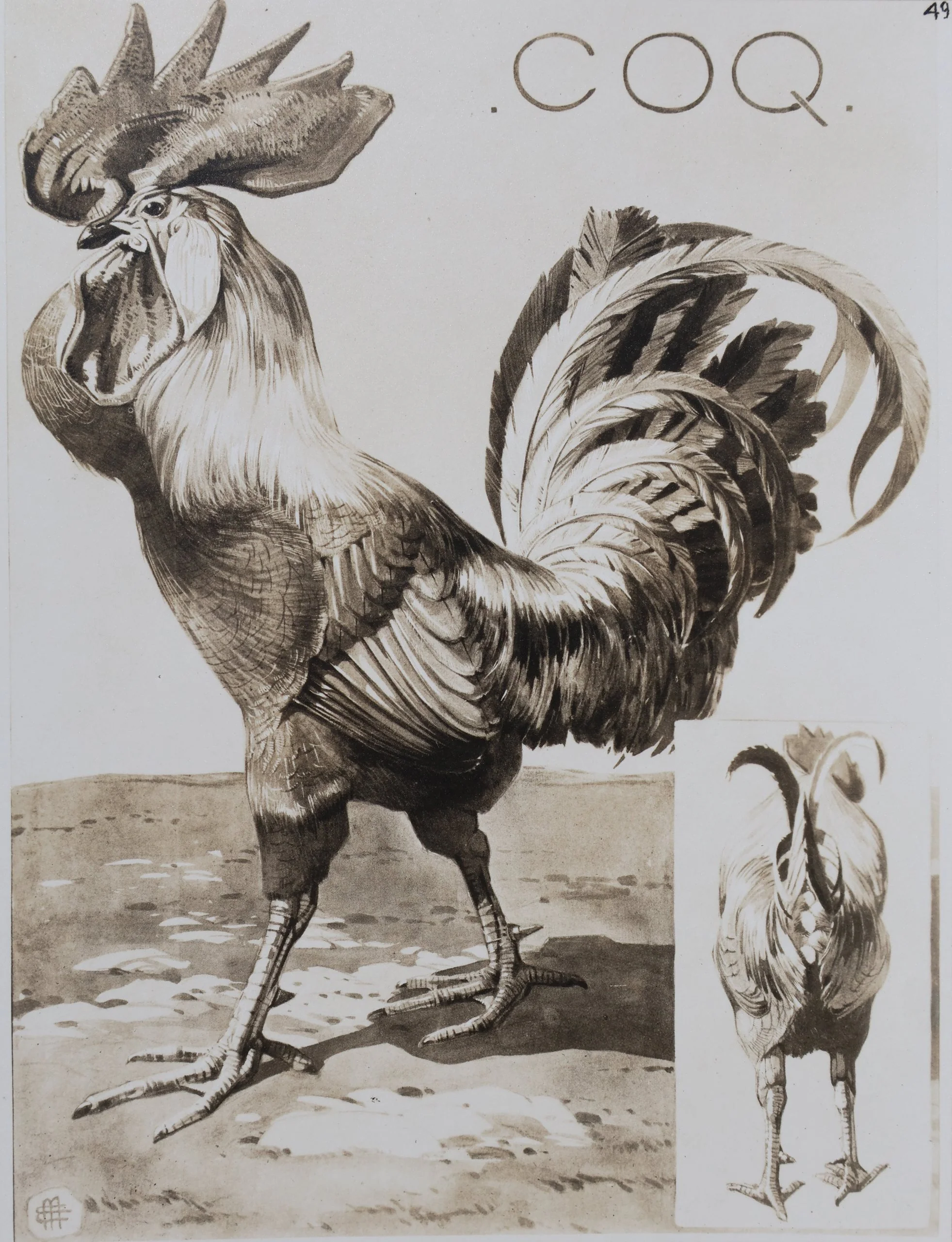 Mathurin MEHEUT : Le Coq, Lithographie signée - Image 2