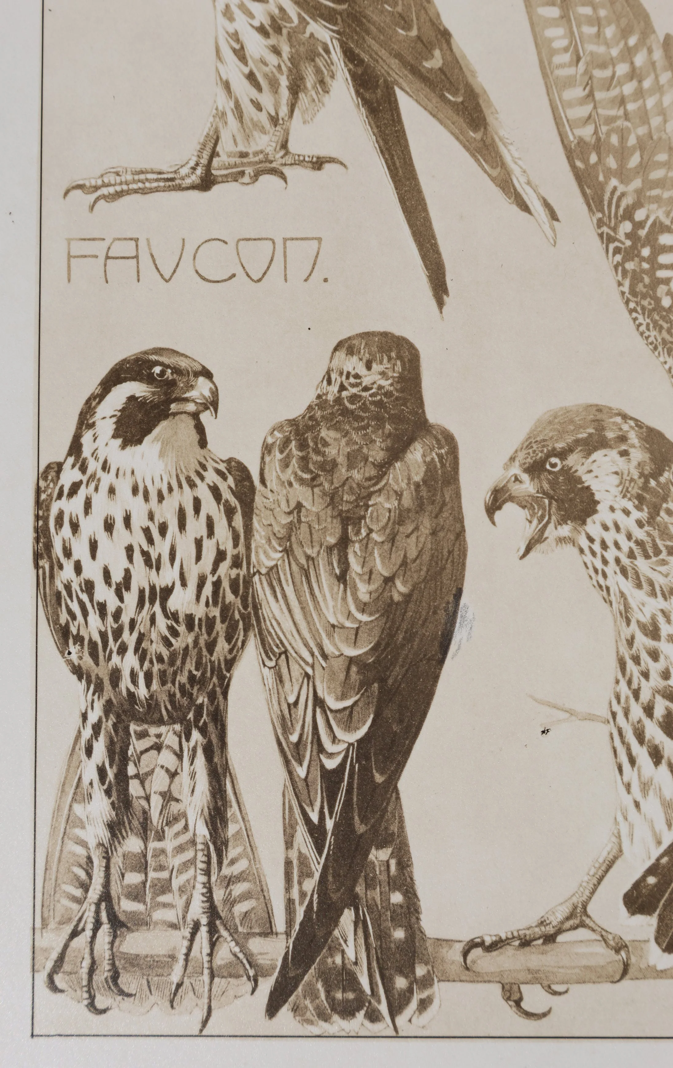Mathurin MEHEUT : Le Faucon , Lithographie - Image 5