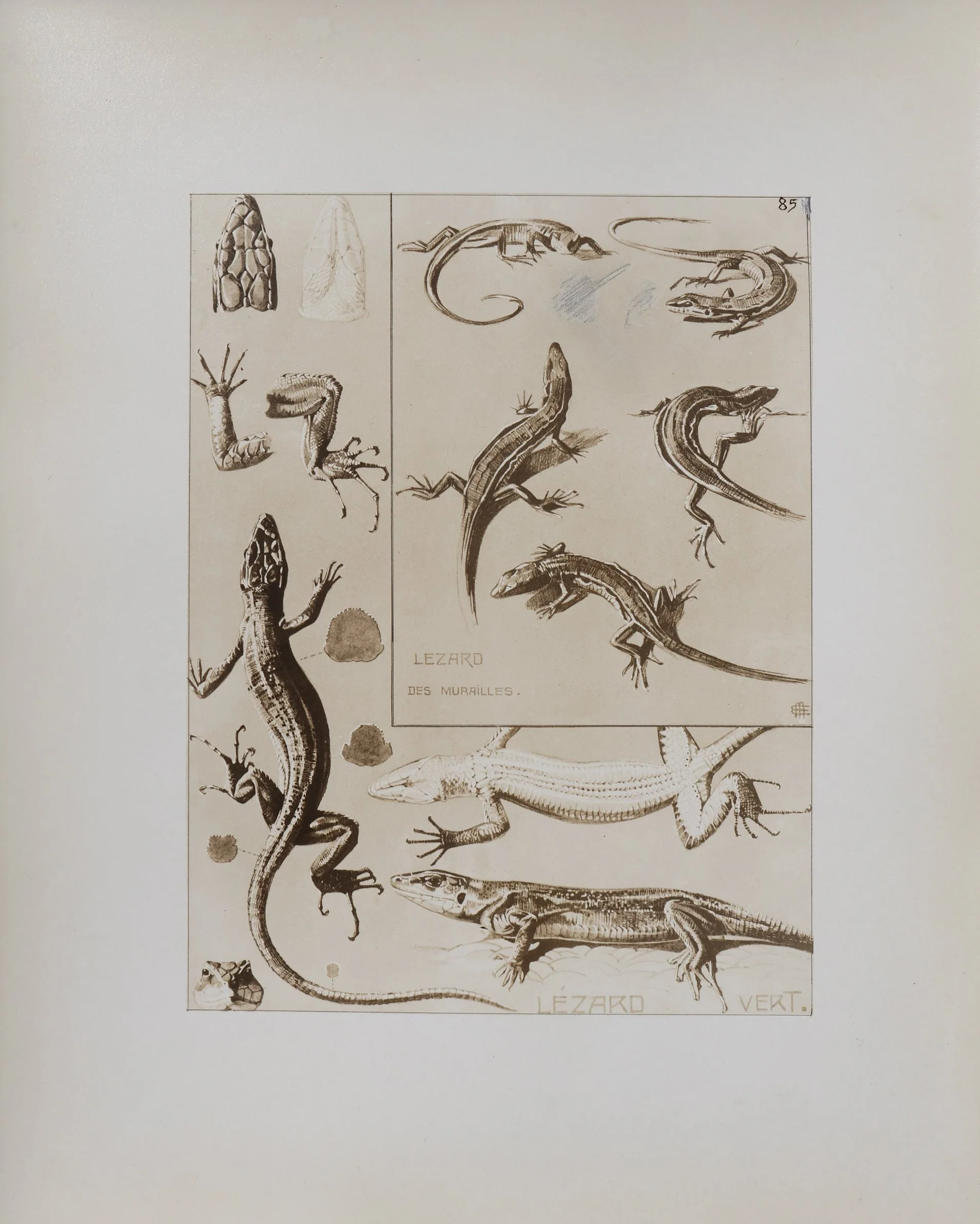 Mathurin MEHEUT : Le Lézard, Lithographie signée