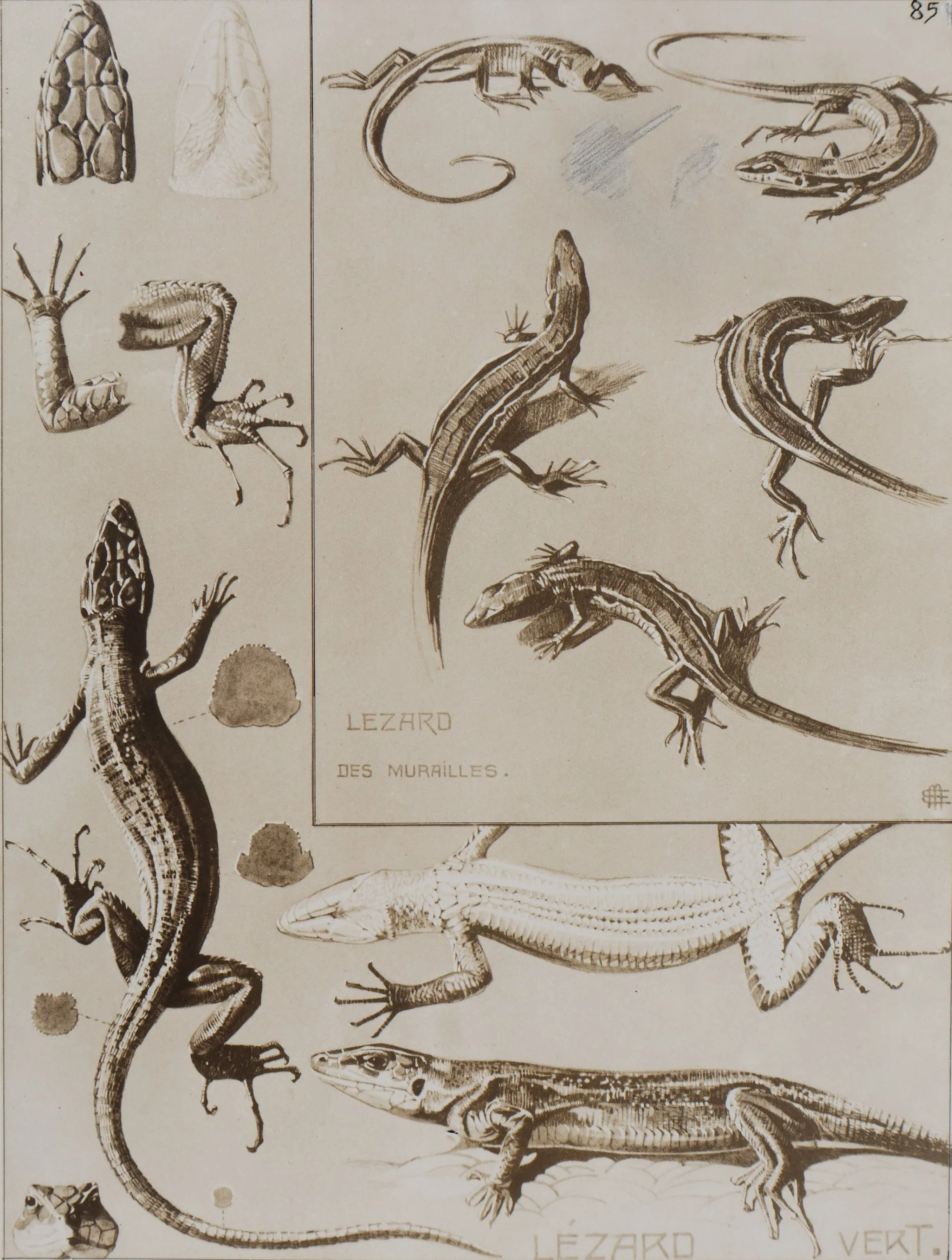 Mathurin MEHEUT : Le Lézard, Lithographie signée - Image 2