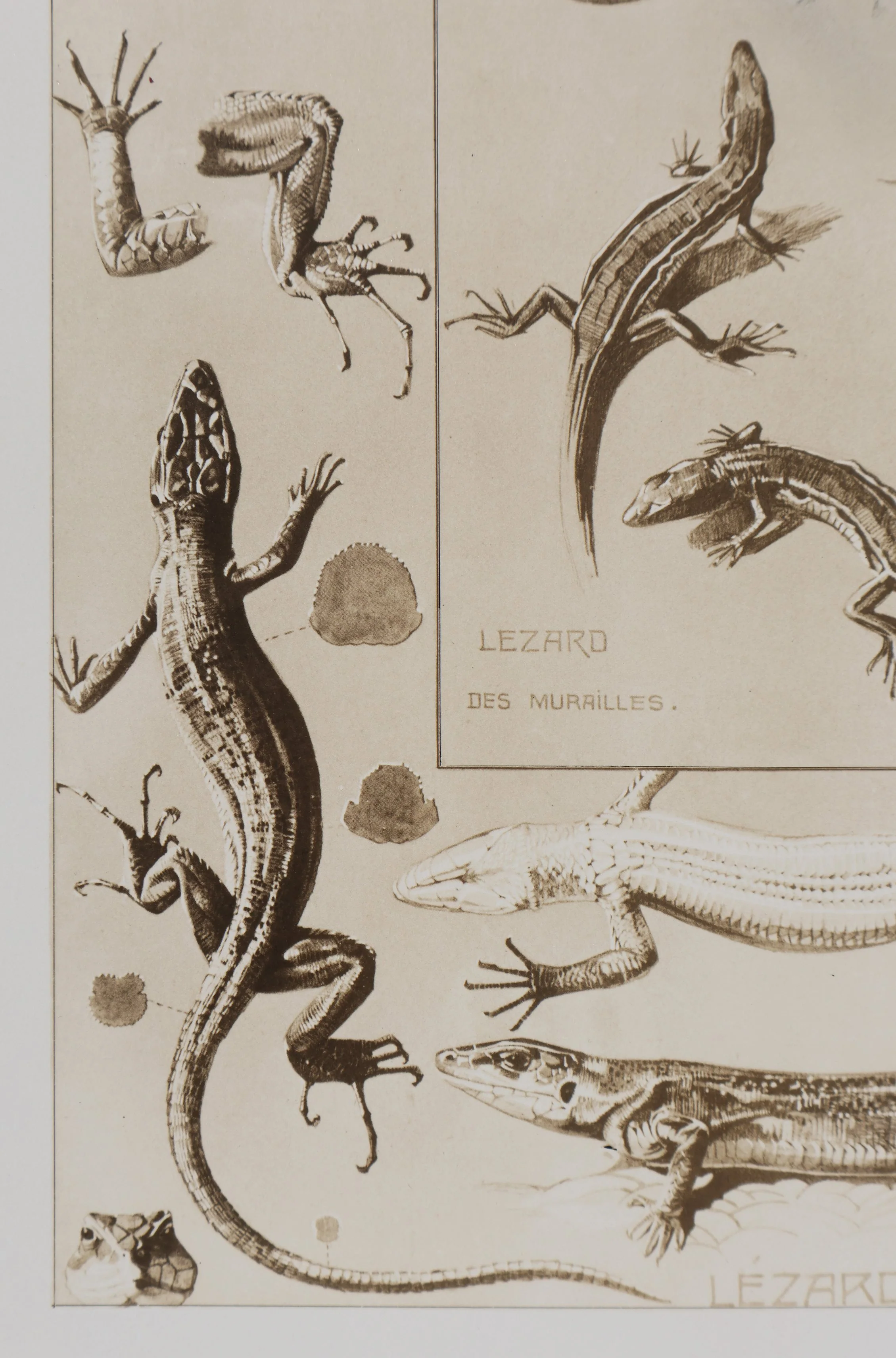 Mathurin MEHEUT : Le Lézard, Lithographie signée - Image 3