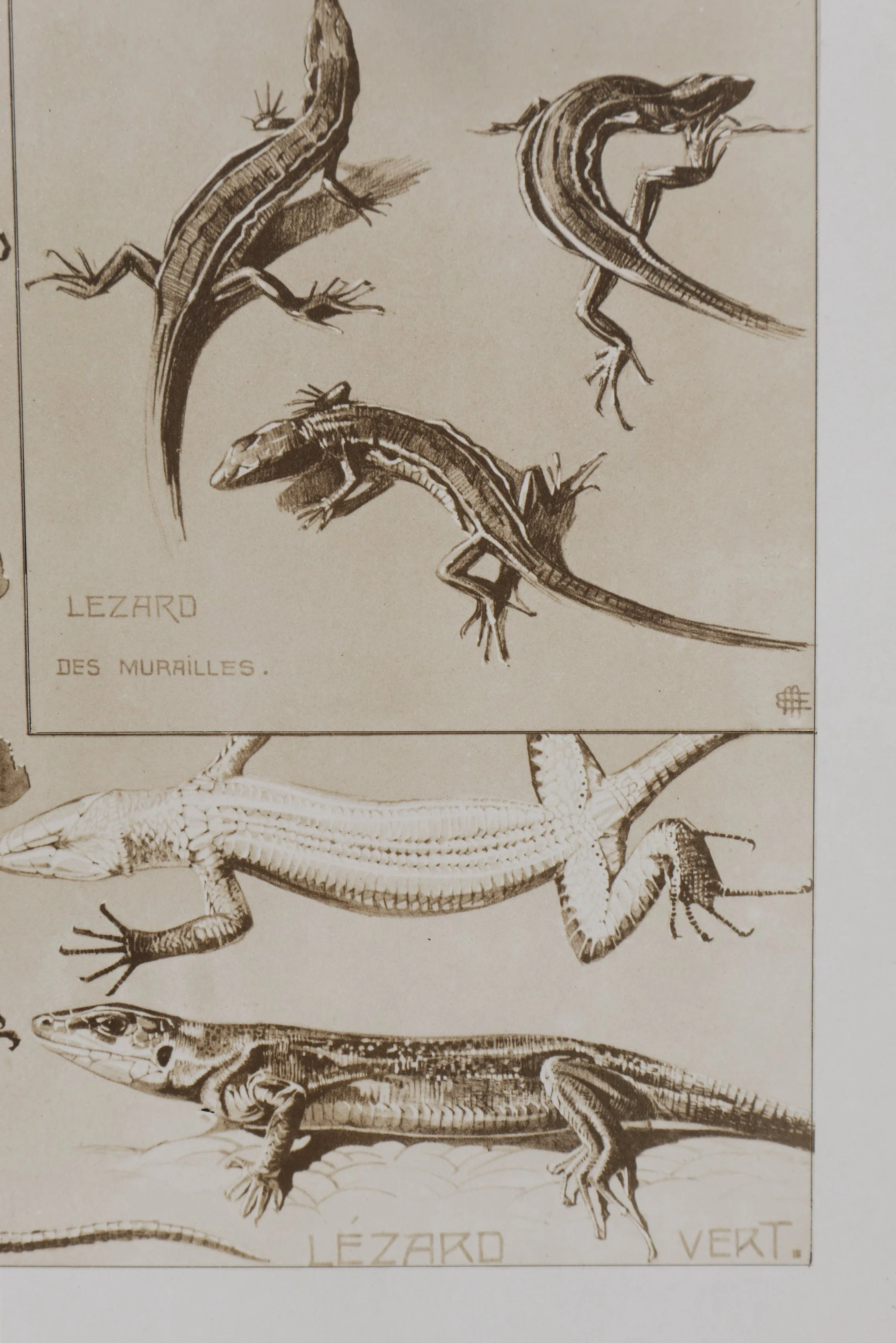 Mathurin MEHEUT : Le Lézard, Lithographie signée - Image 4