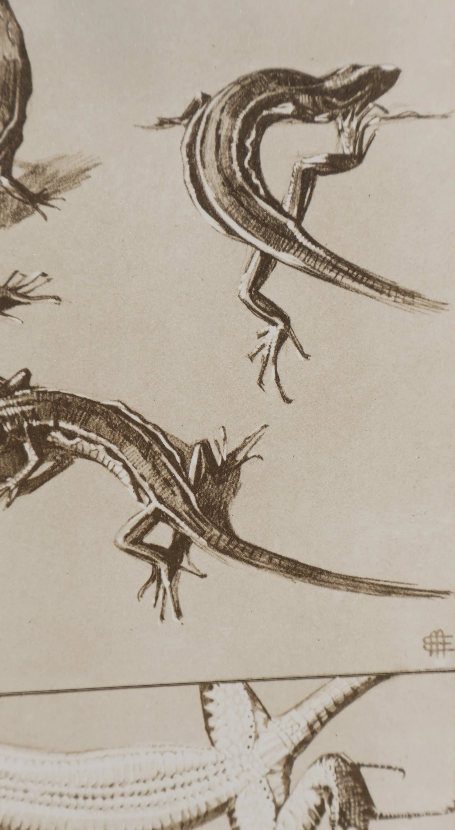 Mathurin MEHEUT : Le Lézard, Lithographie signée - Image 5