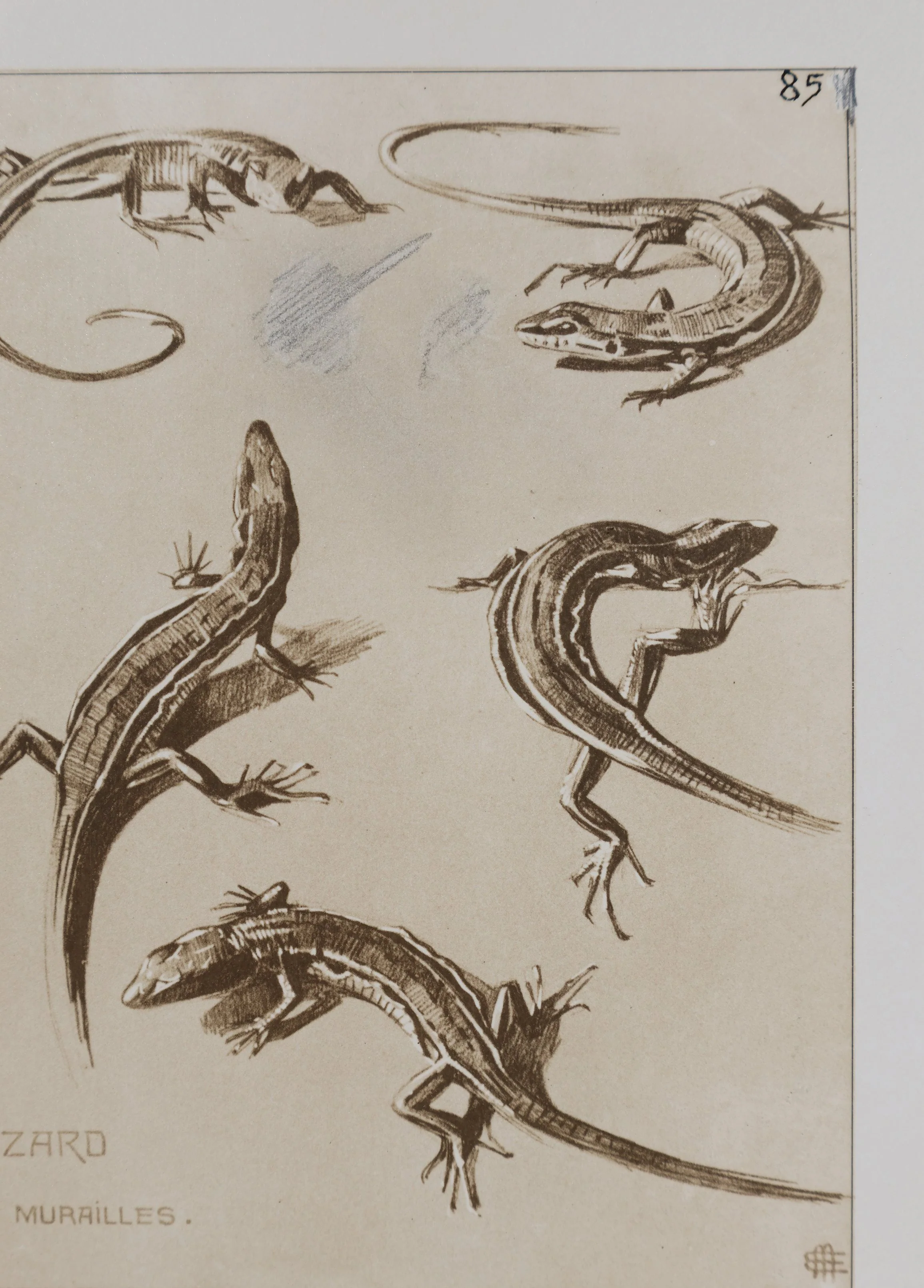 Mathurin MEHEUT : Le Lézard, Lithographie signée - Image 6