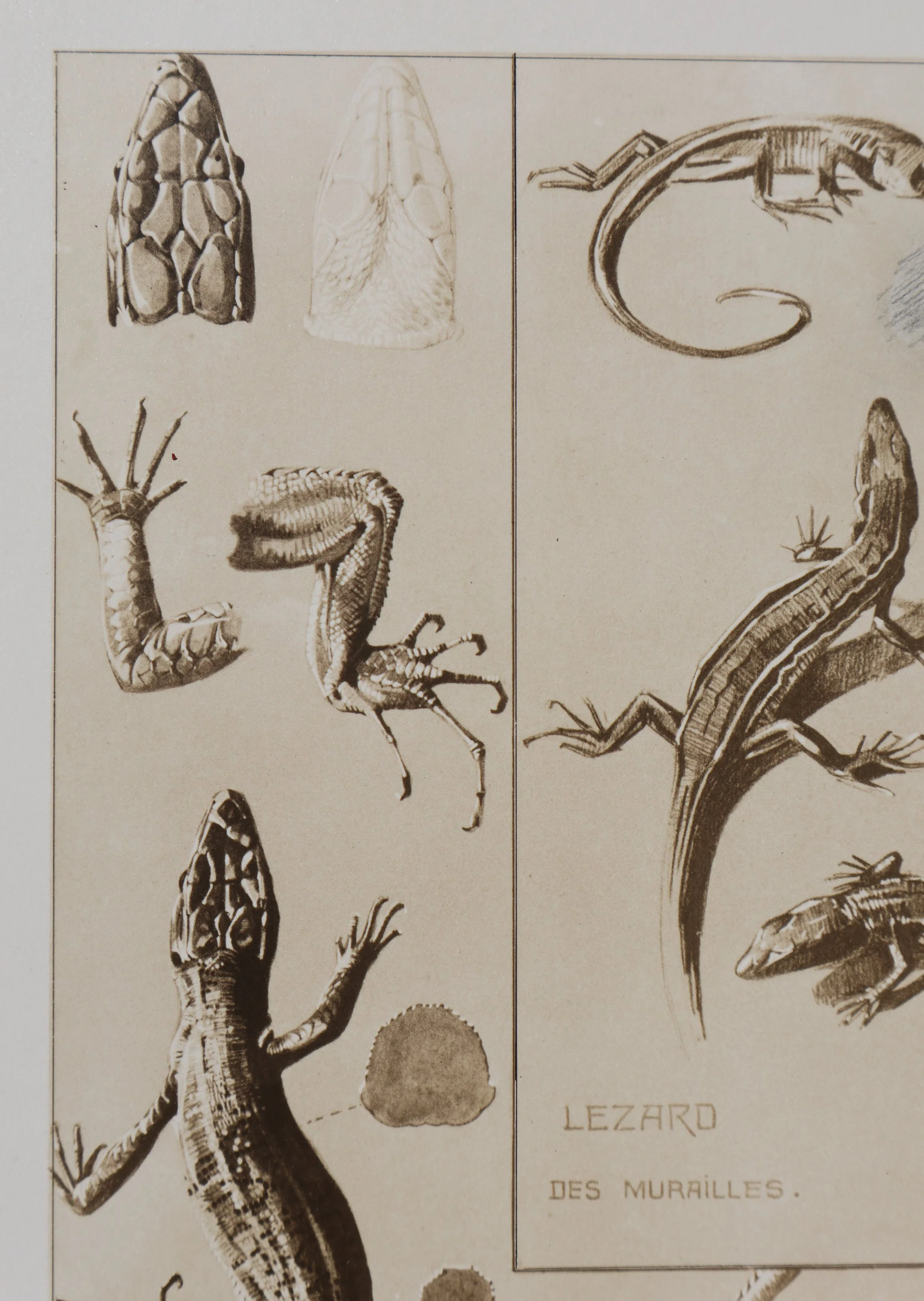 Mathurin MEHEUT : Le Lézard, Lithographie signée - Image 7