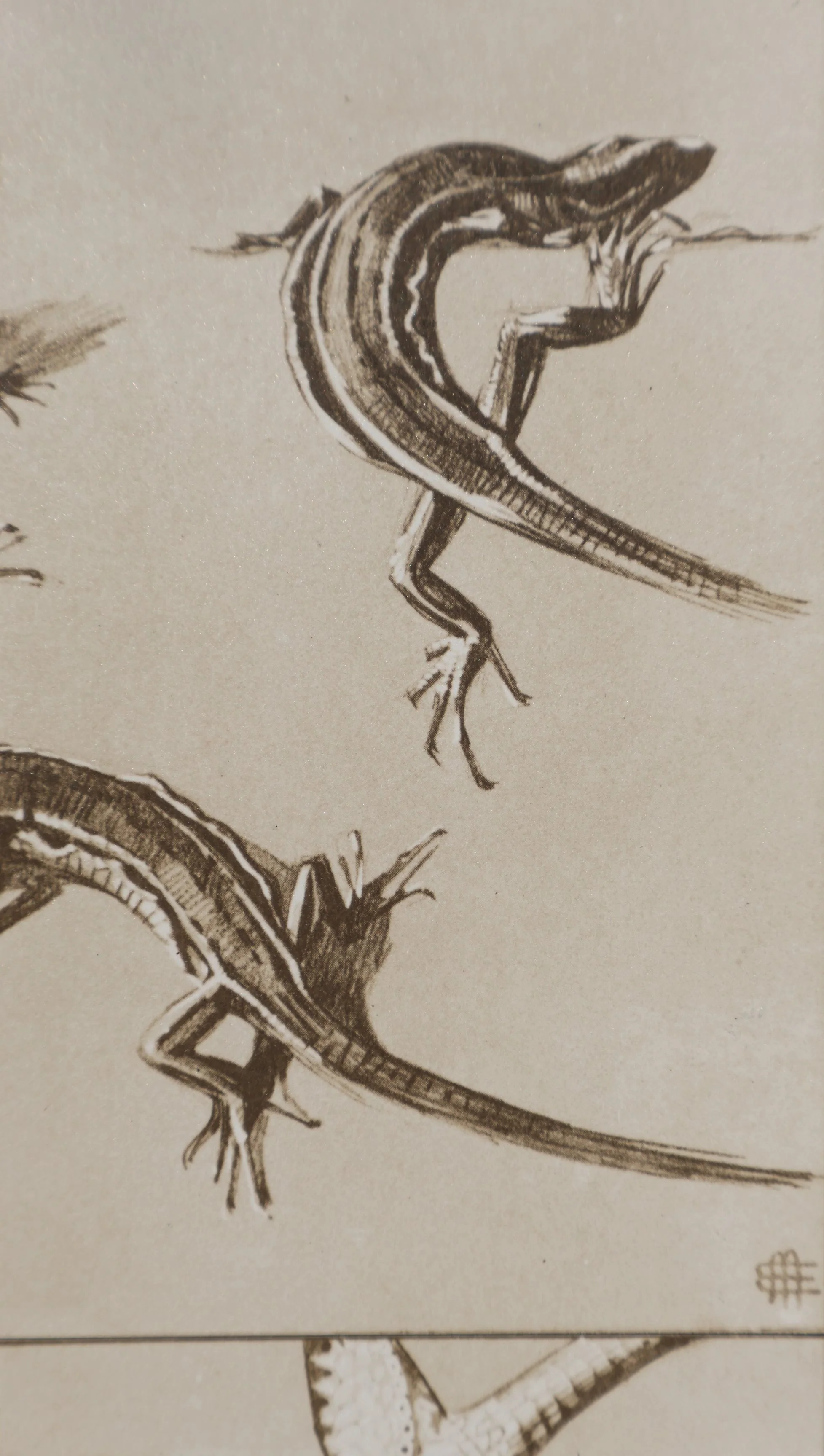 Mathurin MEHEUT : Le Lézard, Lithographie signée - Image 8