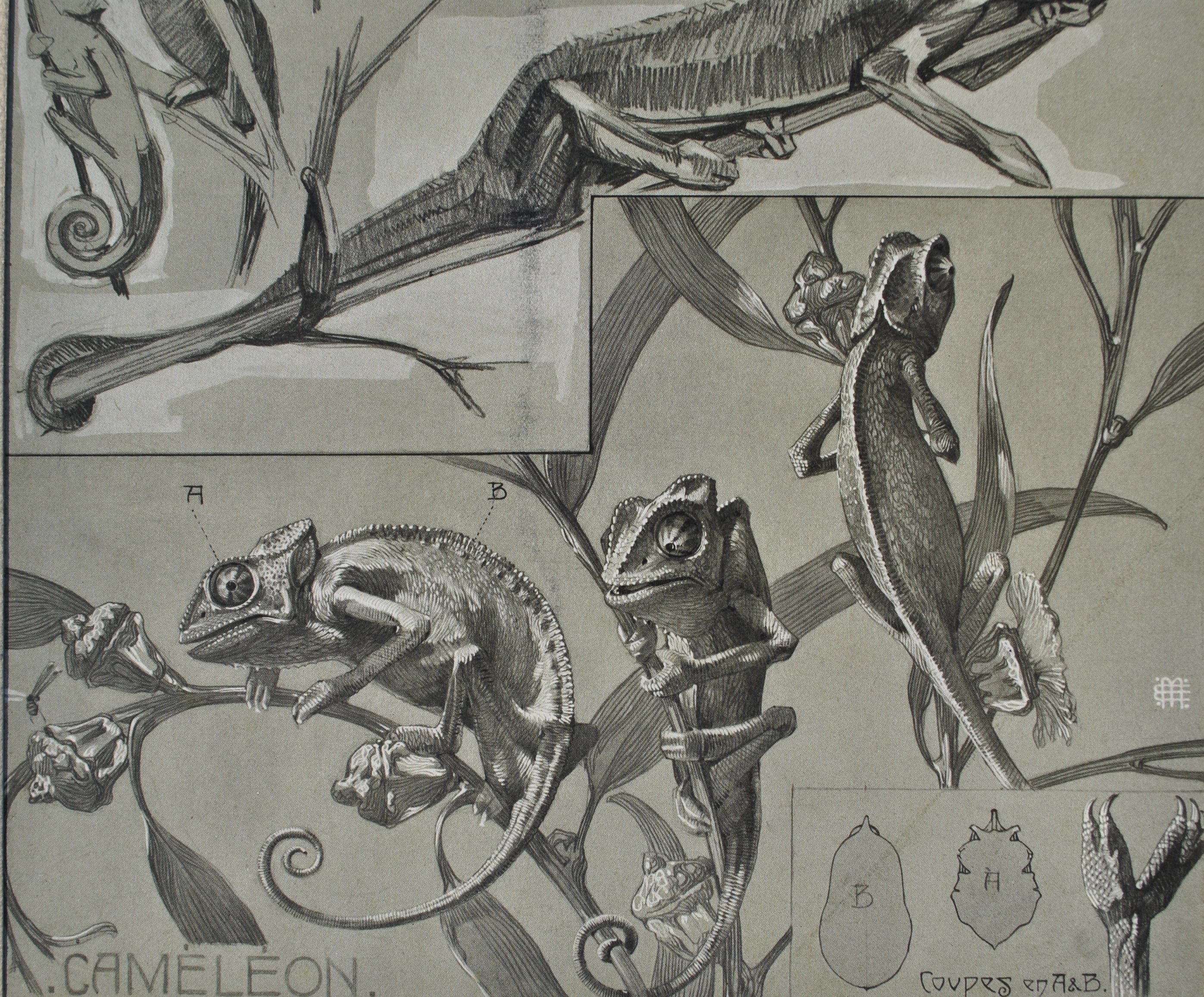 Mathurin MEHEUT : Les Caméléons, Lithographie signée - Image 7