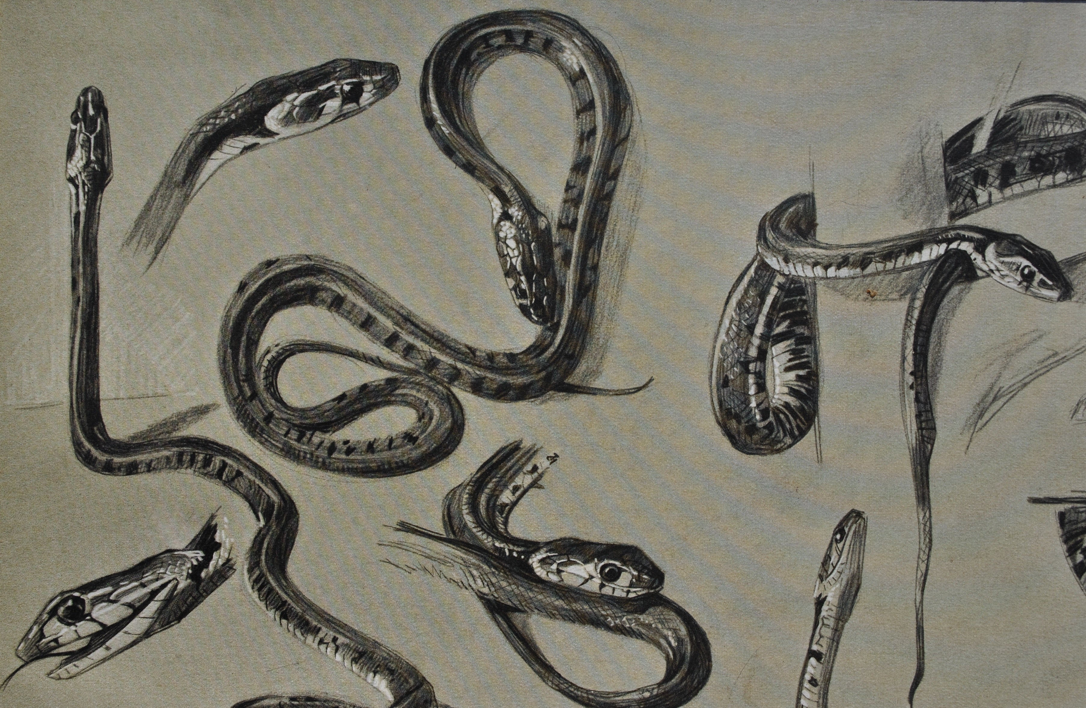 Mathurin MEHEUT : Les Serpents, Lithographie signée - Image 6
