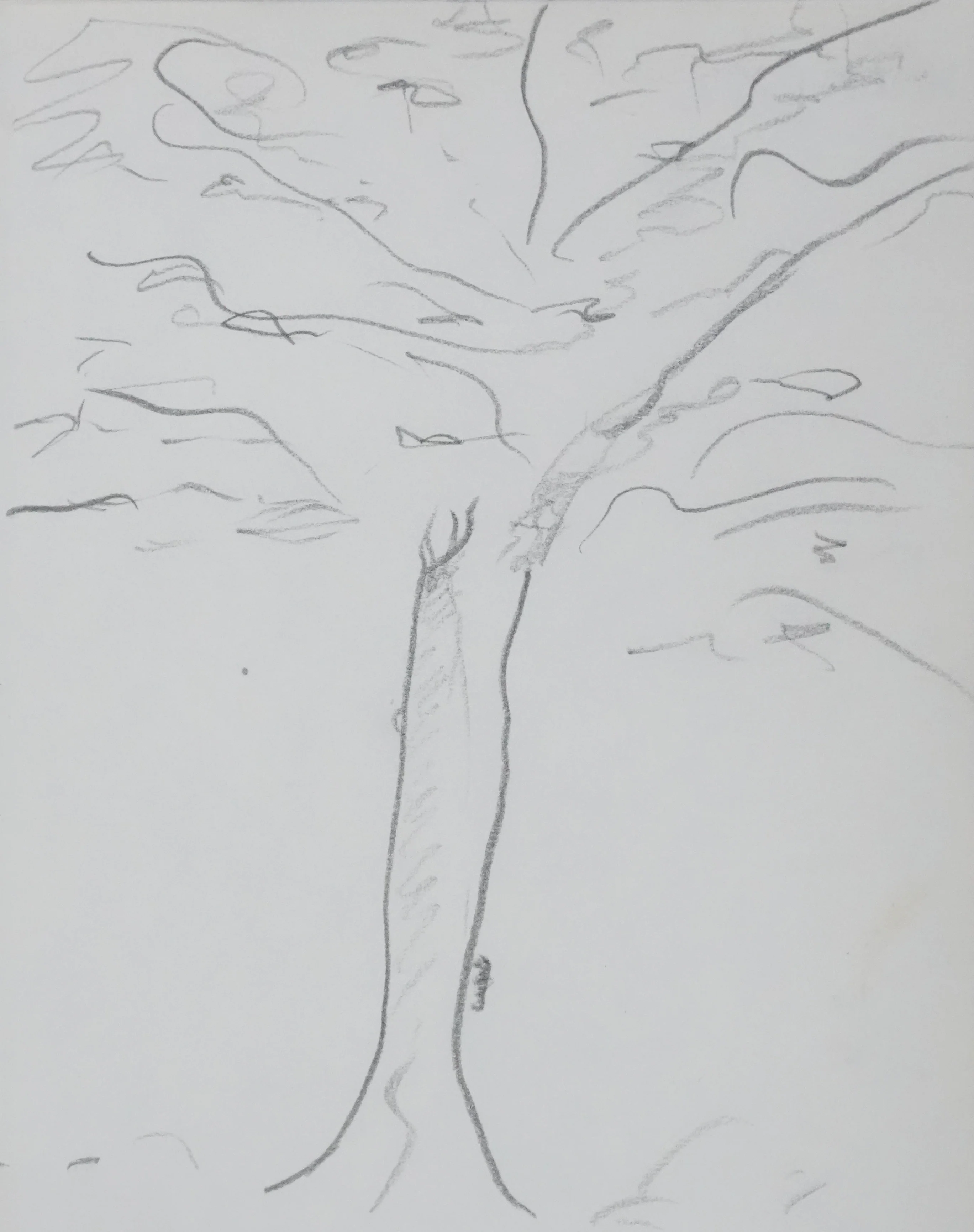 Michel ROBIDA : Arbre à l'ombre grise, Autographe et dessin original signé - Image 3