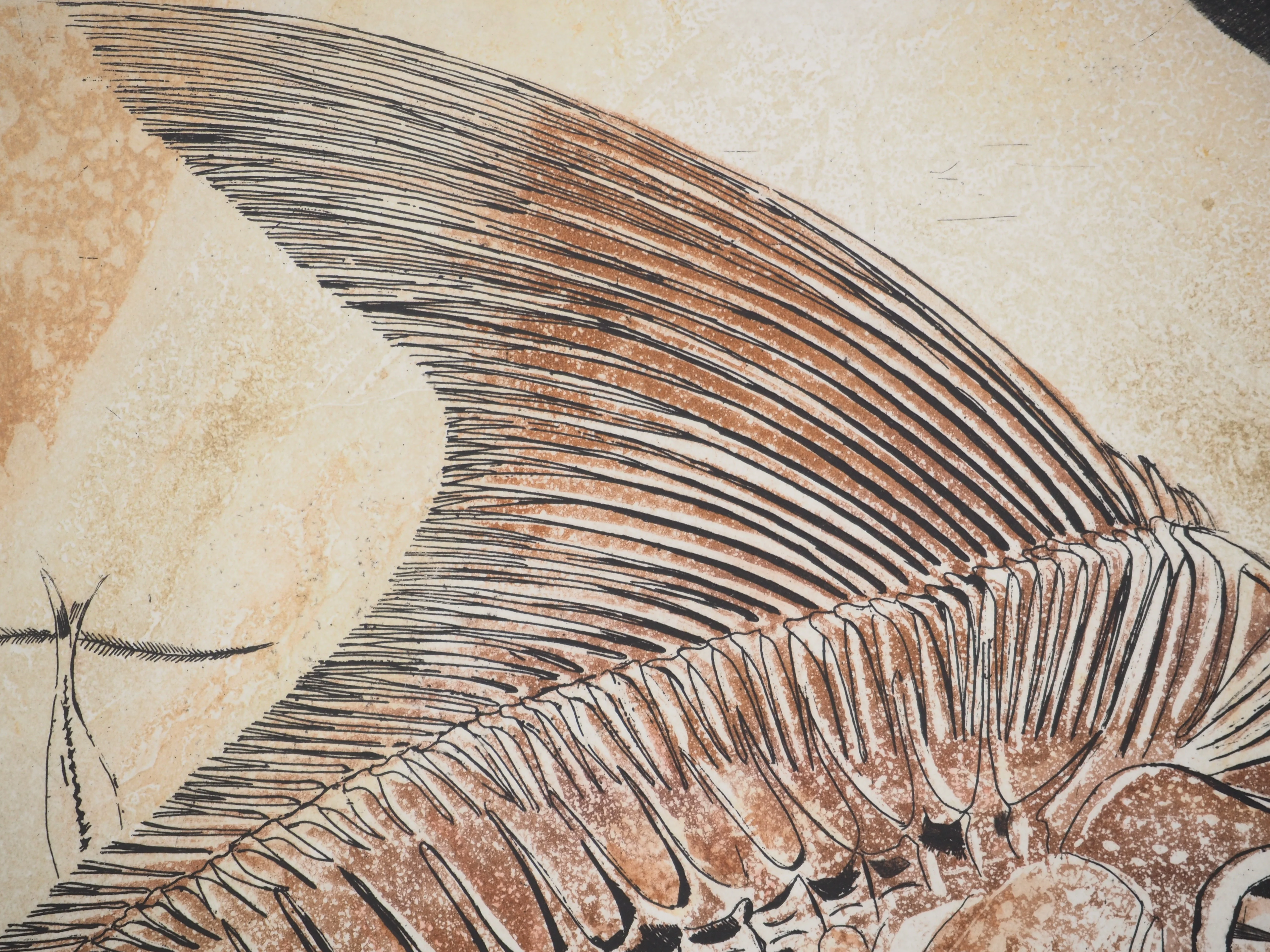 Simone VRAIN : Poisson fossile, Gravure originale signée - Image 7